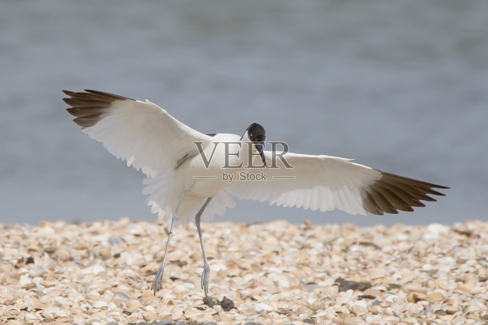 雷库维罗斯特拉阿沃塞塔， 克鲁特， 阿科维特照片摄影图片