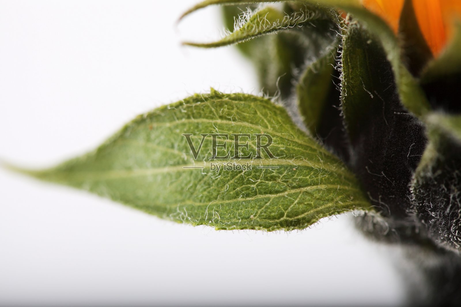 向日葵照片摄影图片