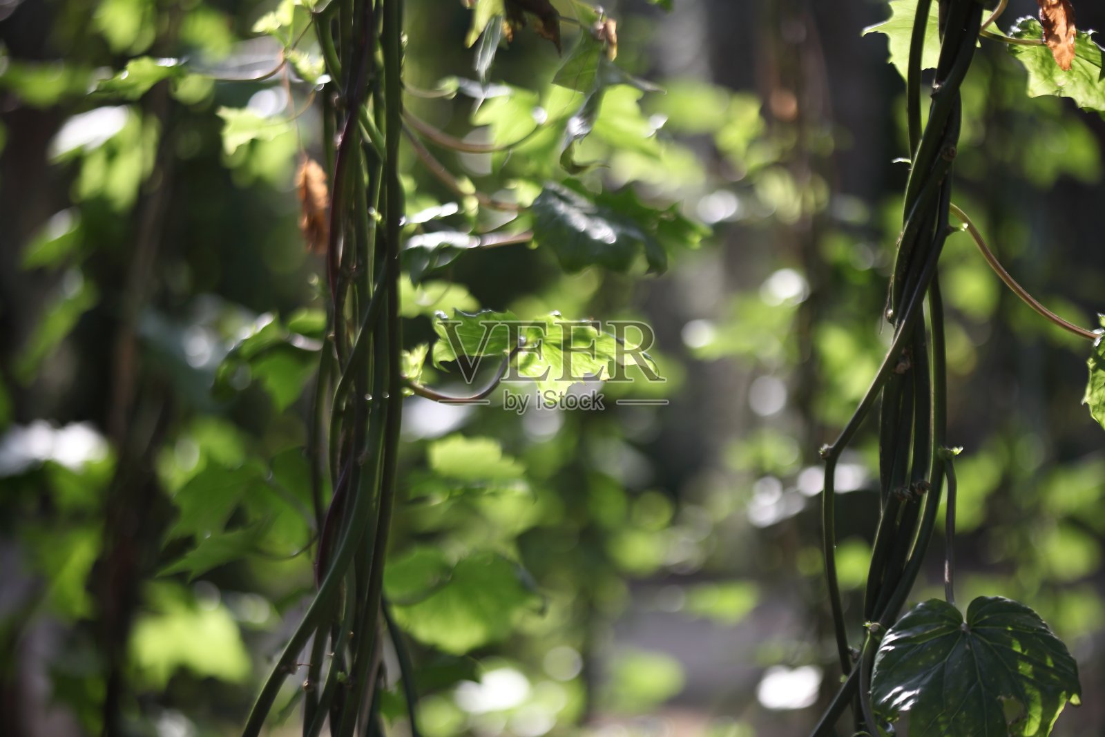 花图片背景照片摄影图片