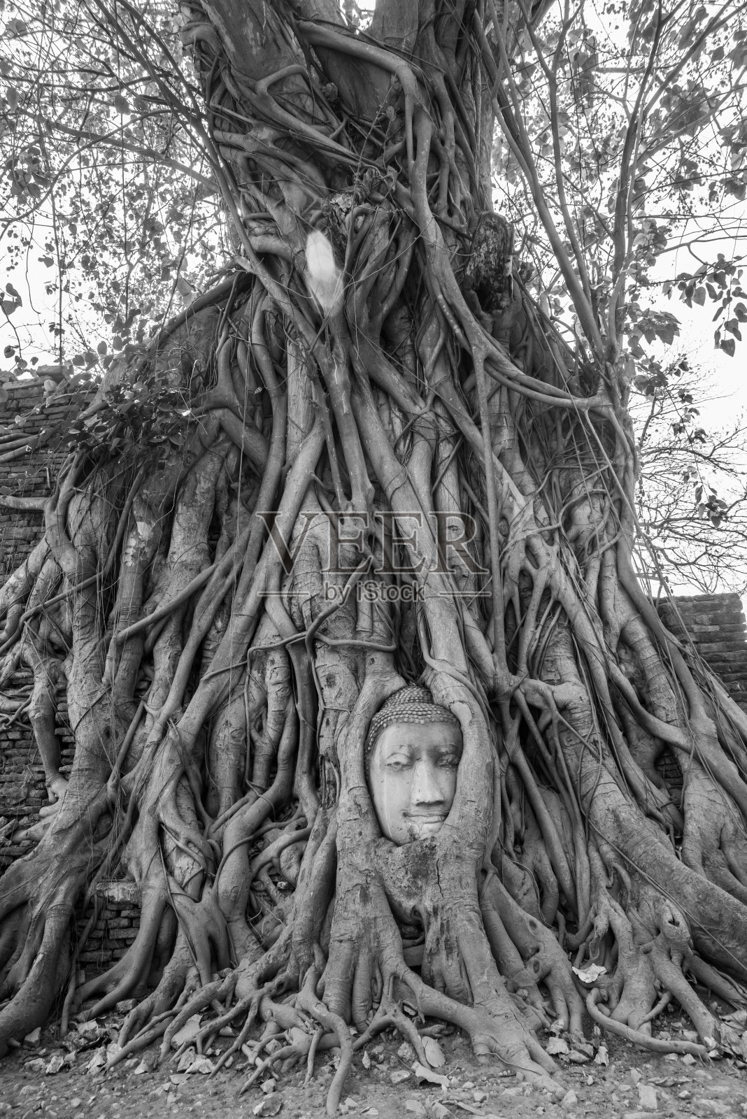 大城府的大城府佛像，被困在大城府的菩提树根里。泰国大城府历史公园。复古的效果。照片摄影图片