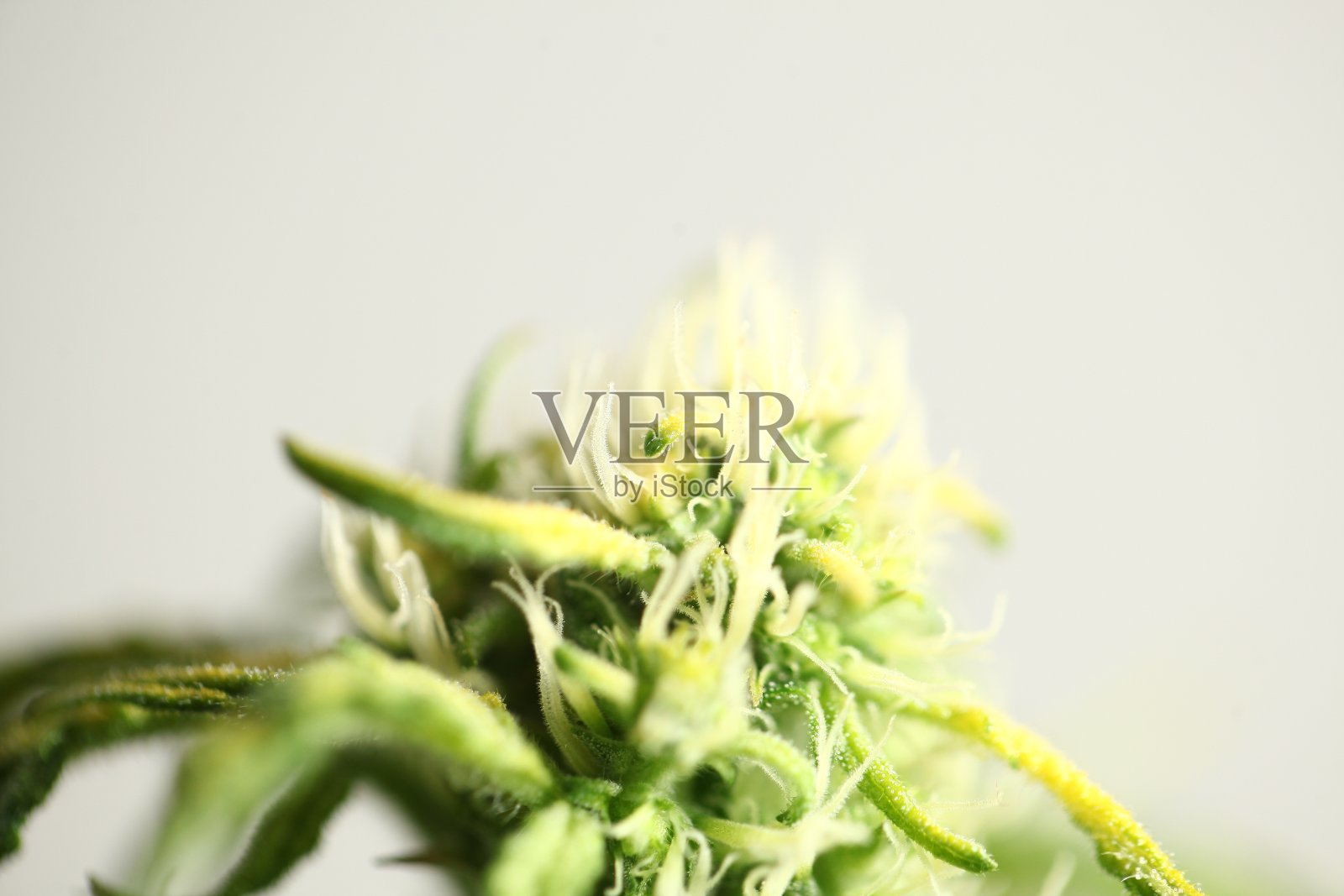 药用大麻盛开籼稻株欣快照片摄影图片