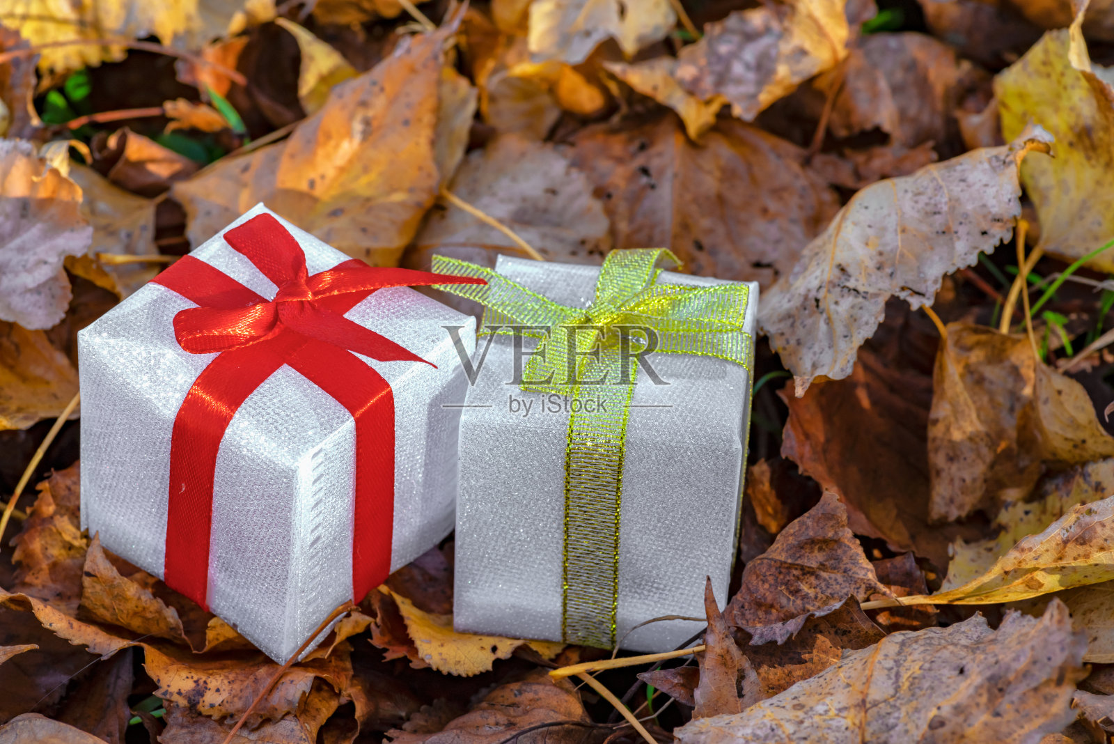 秋季自然背景下的礼品盒照片摄影图片