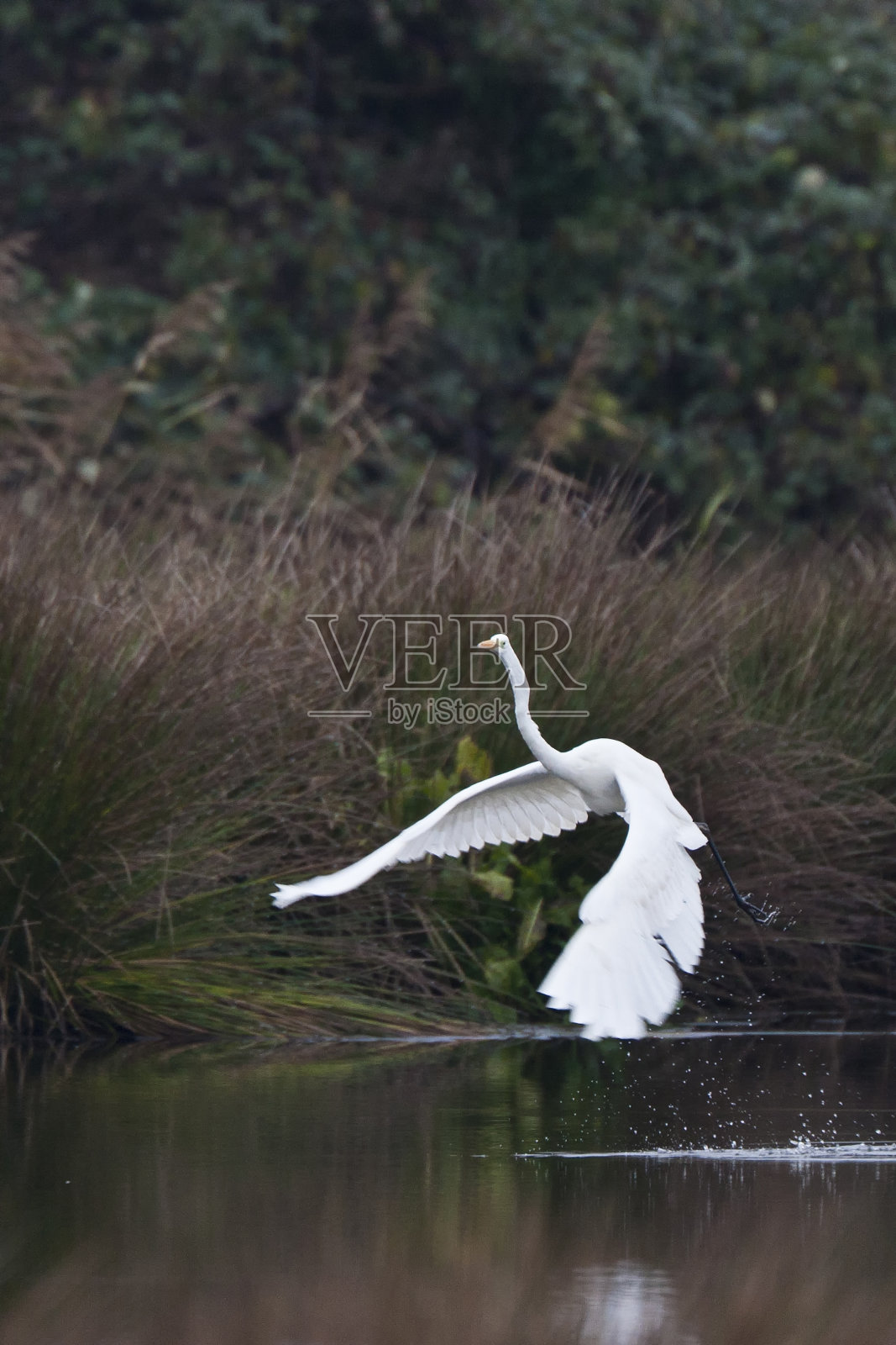 大白鹭照片摄影图片