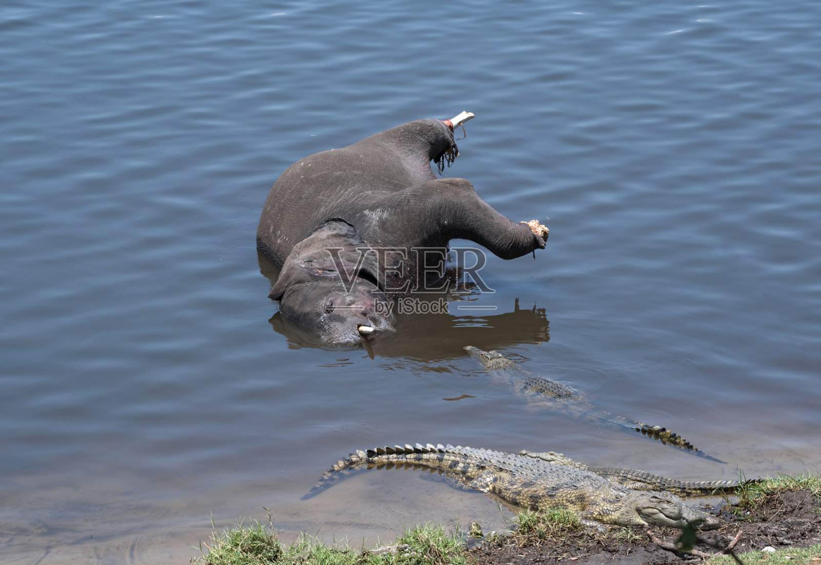 博茨瓦纳丘比河中死去的大象和鳄鱼照片摄影图片