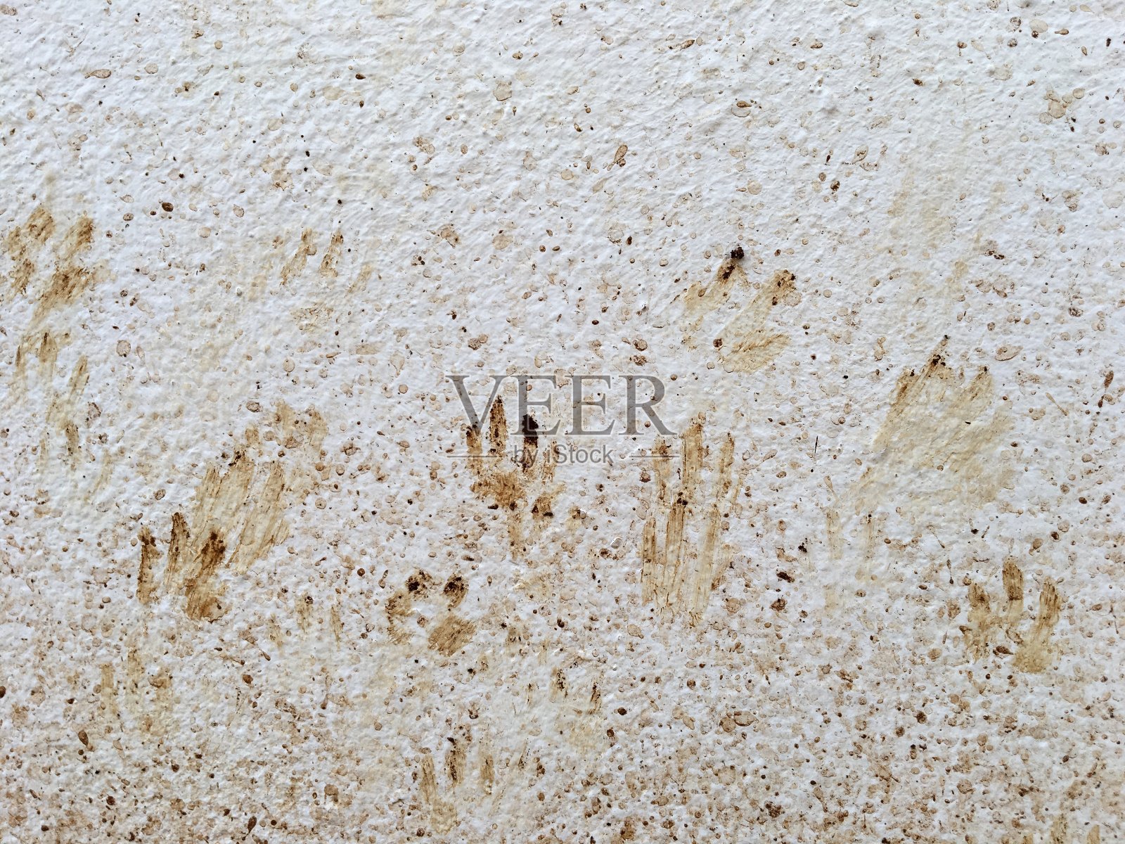 爪子照片摄影图片