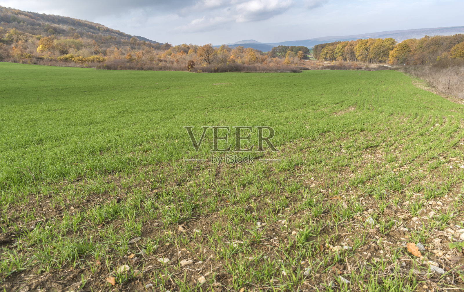 沿路有一大片绿地。照片摄影图片