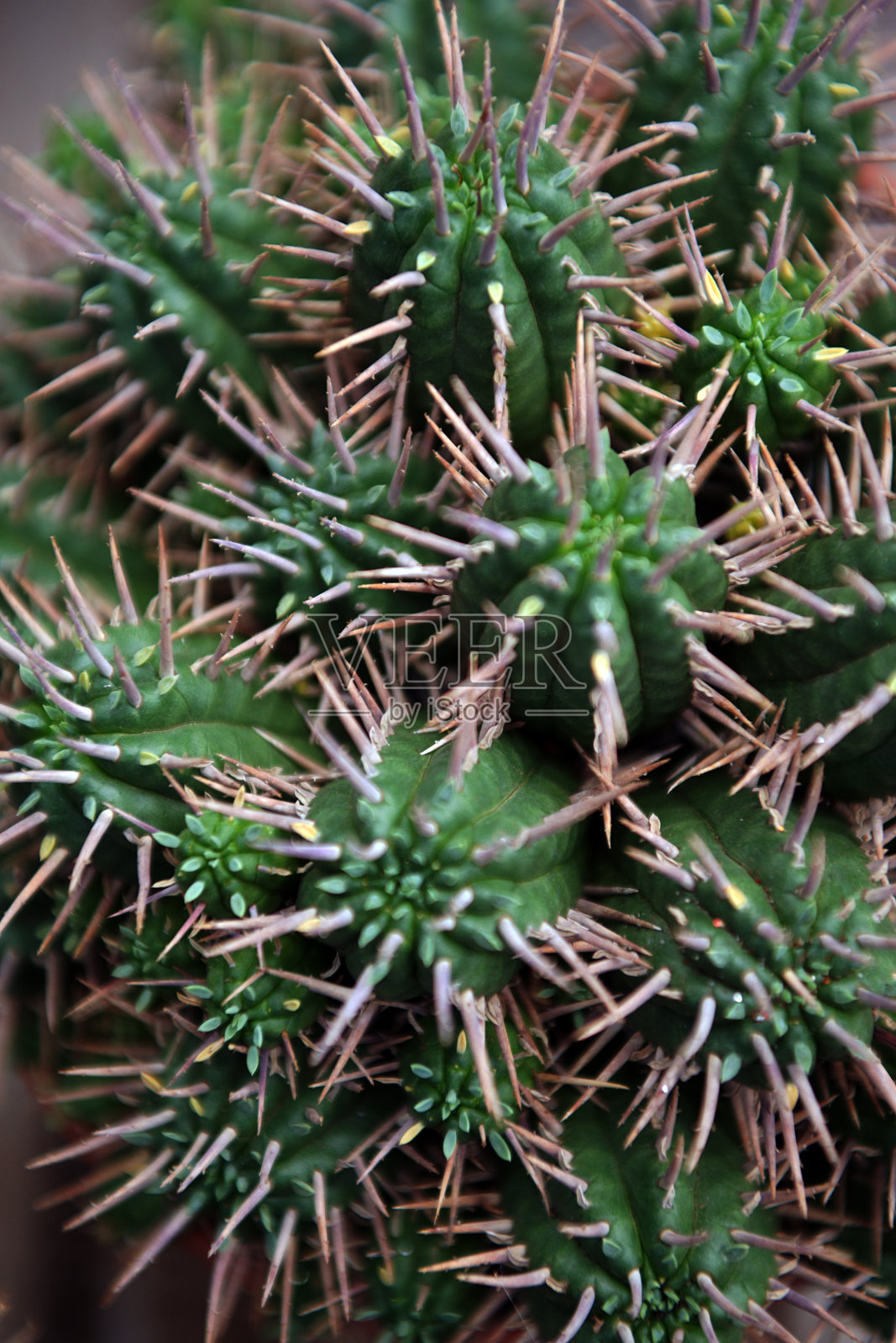 仙人掌照片摄影图片