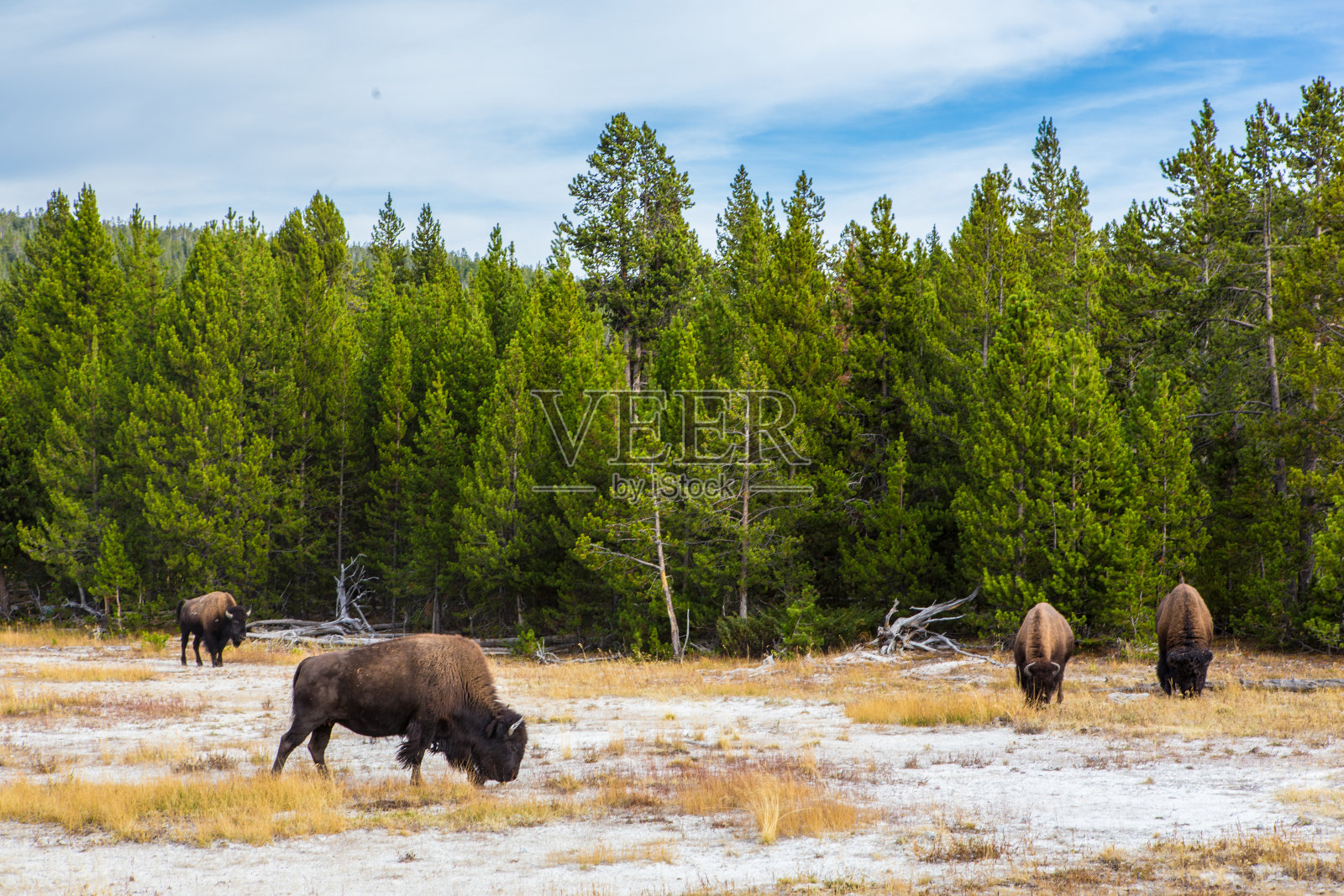 黄石公园的野牛照片摄影图片