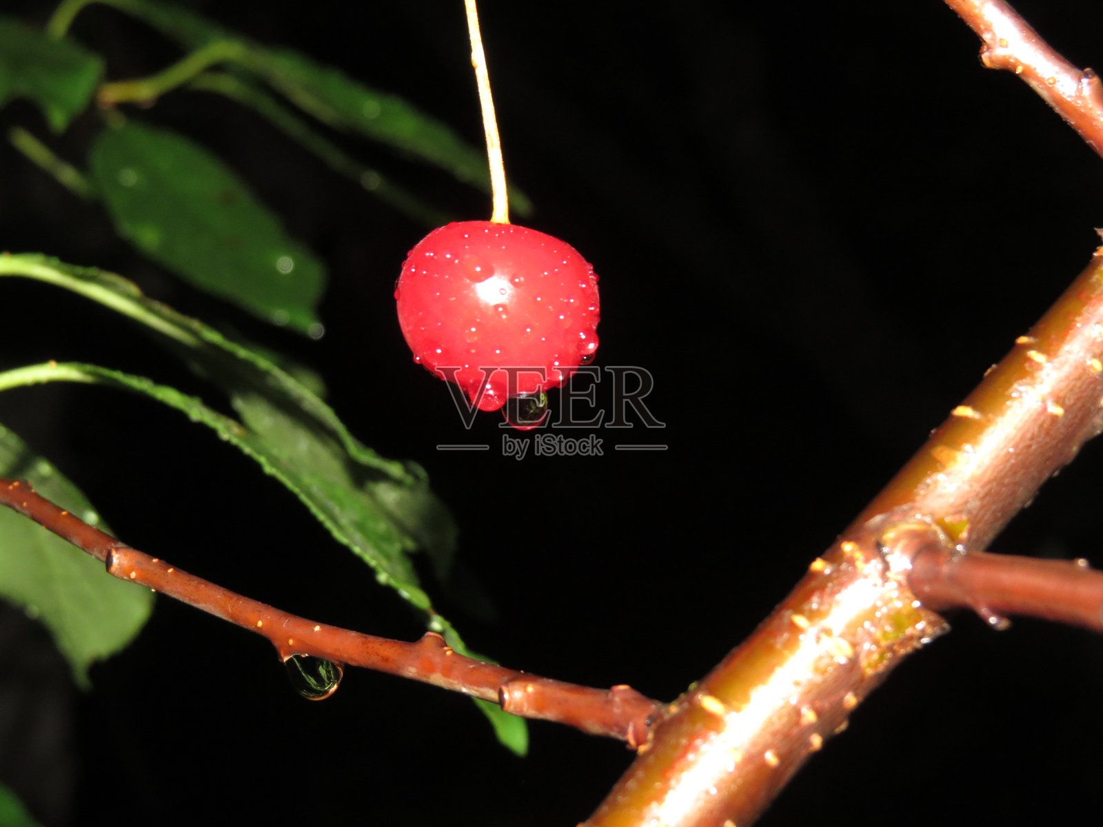 树后面的红樱桃照片摄影图片