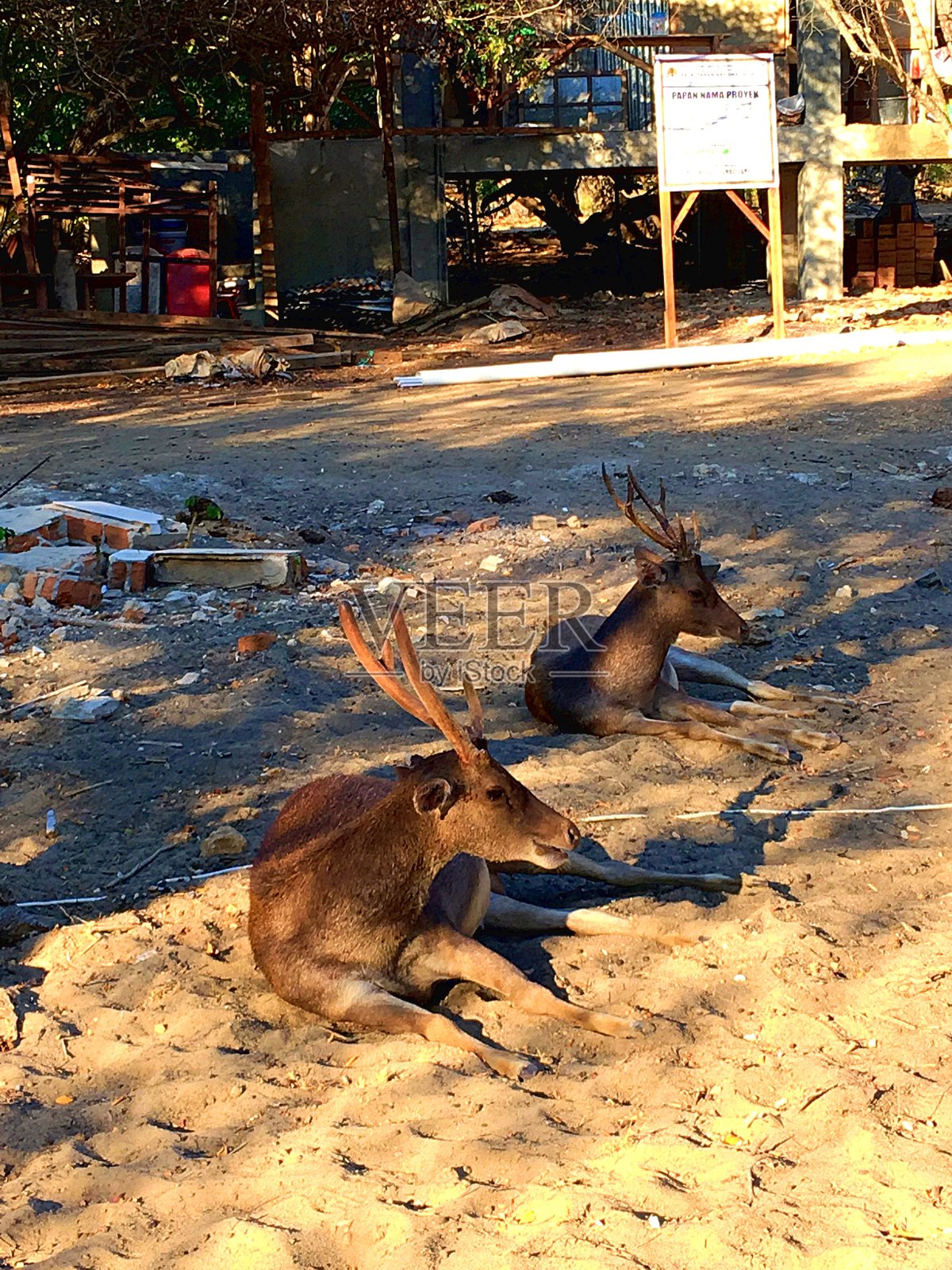 科莫多岛科莫多国家公园的鹿，联合国教科文组织世界遗产照片摄影图片