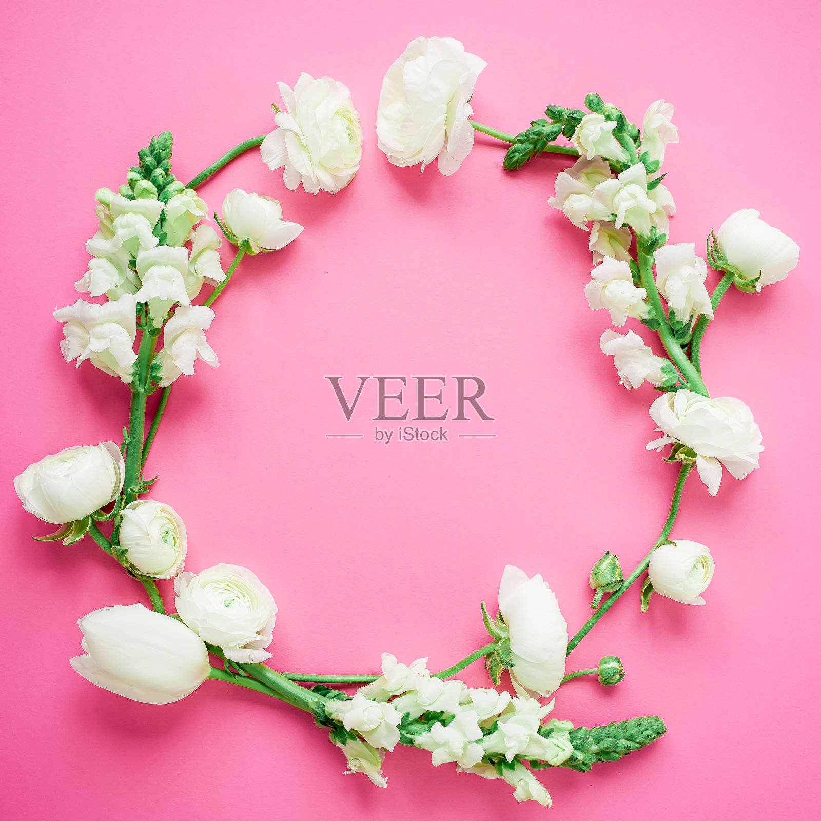 花圆形框架的白色花在粉红色的背景。平躺，俯视图。照片摄影图片