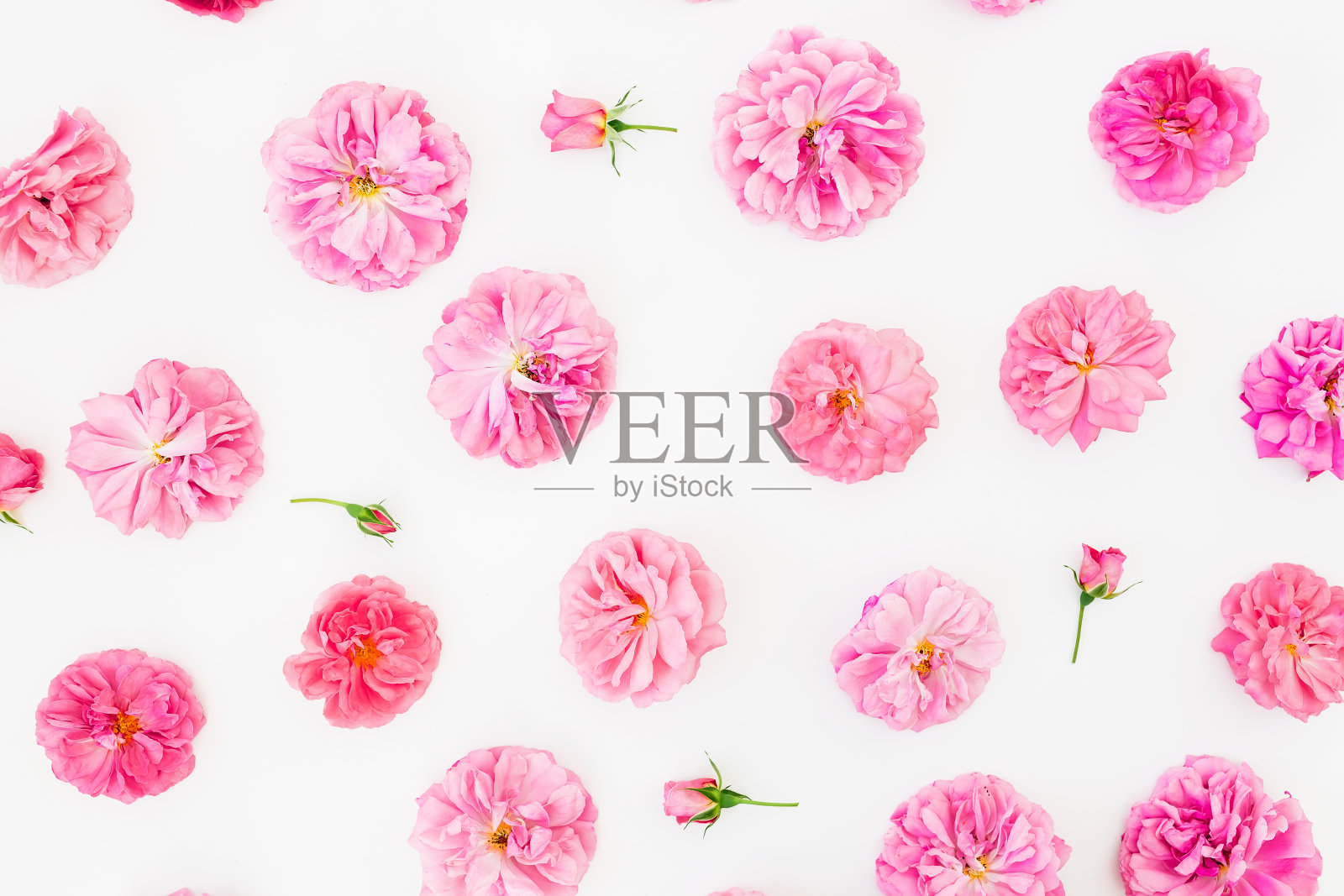 花卉图案的粉红色玫瑰花，花瓣在白色的背景。平躺，俯视图。情人节照片摄影图片