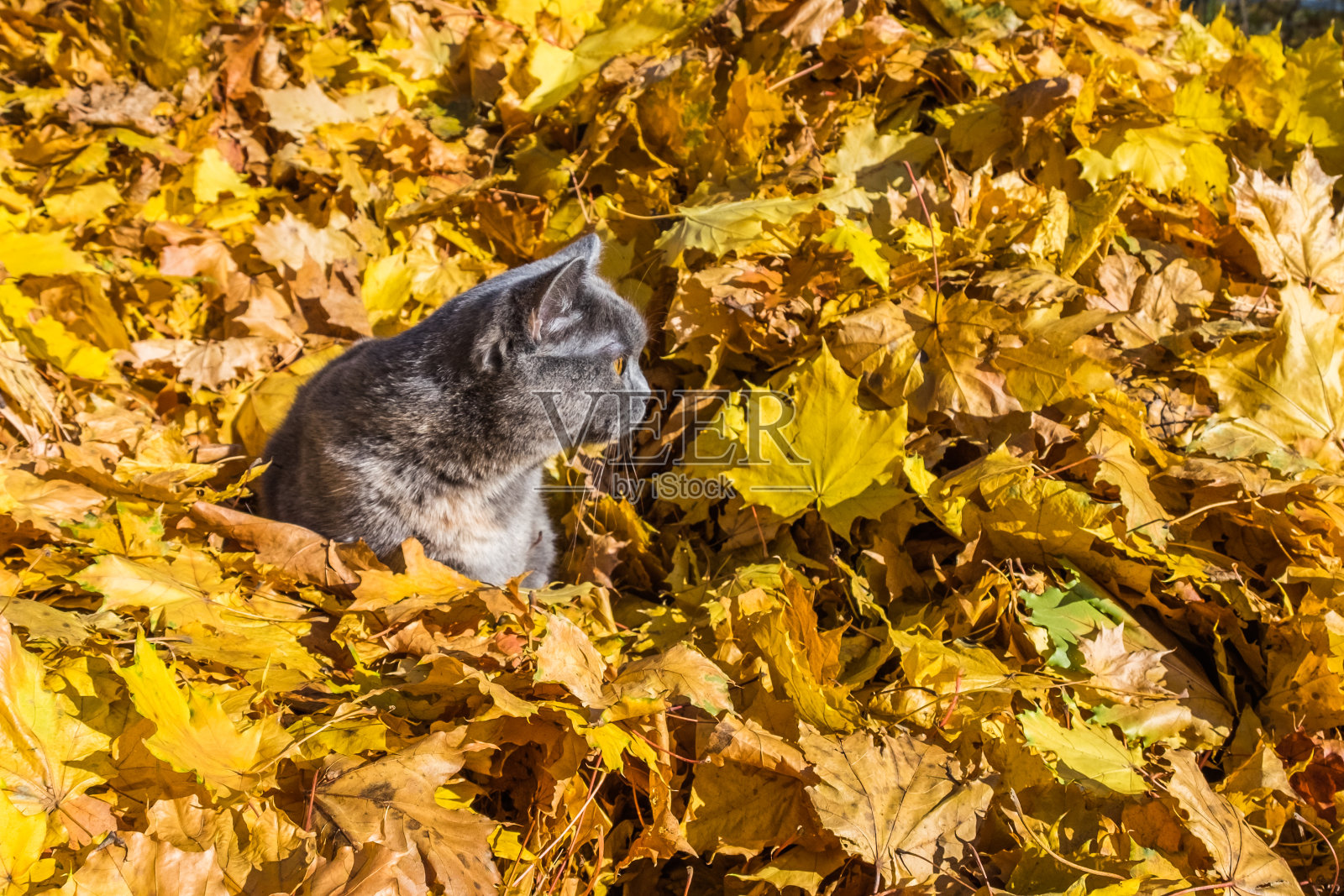 黄色眼睛的灰猫坐在明亮的枫树叶子上。公园里的秋天景色。美丽的阳光灿烂的日子。照片摄影图片