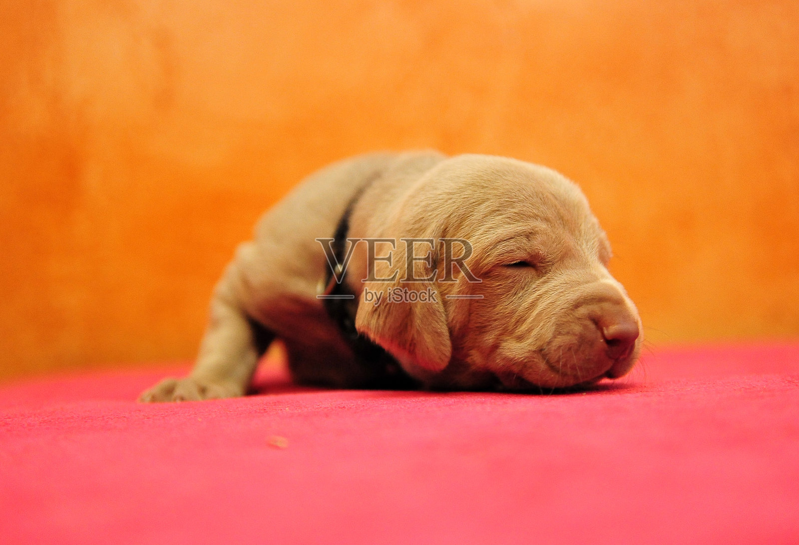 小狗照片摄影图片