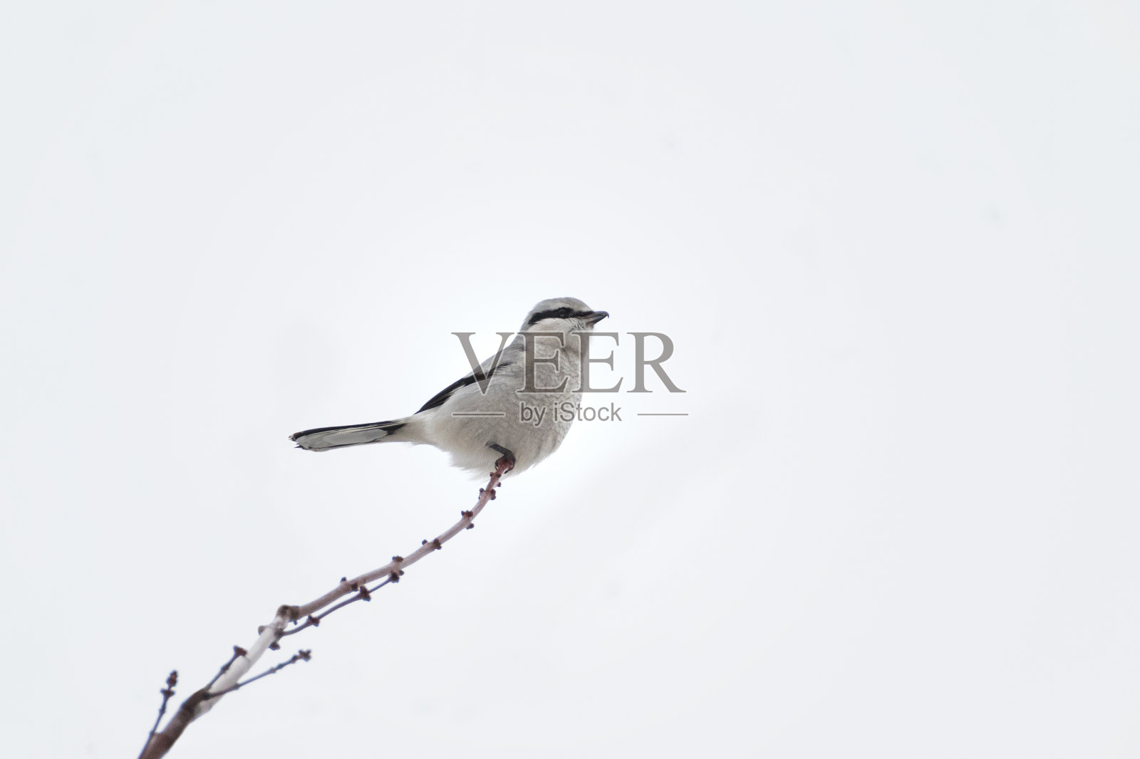 在树枝顶端的北方伯劳鸟照片摄影图片