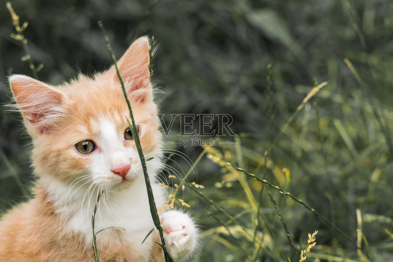 动物群和动物宠物概念。照片摄影图片
