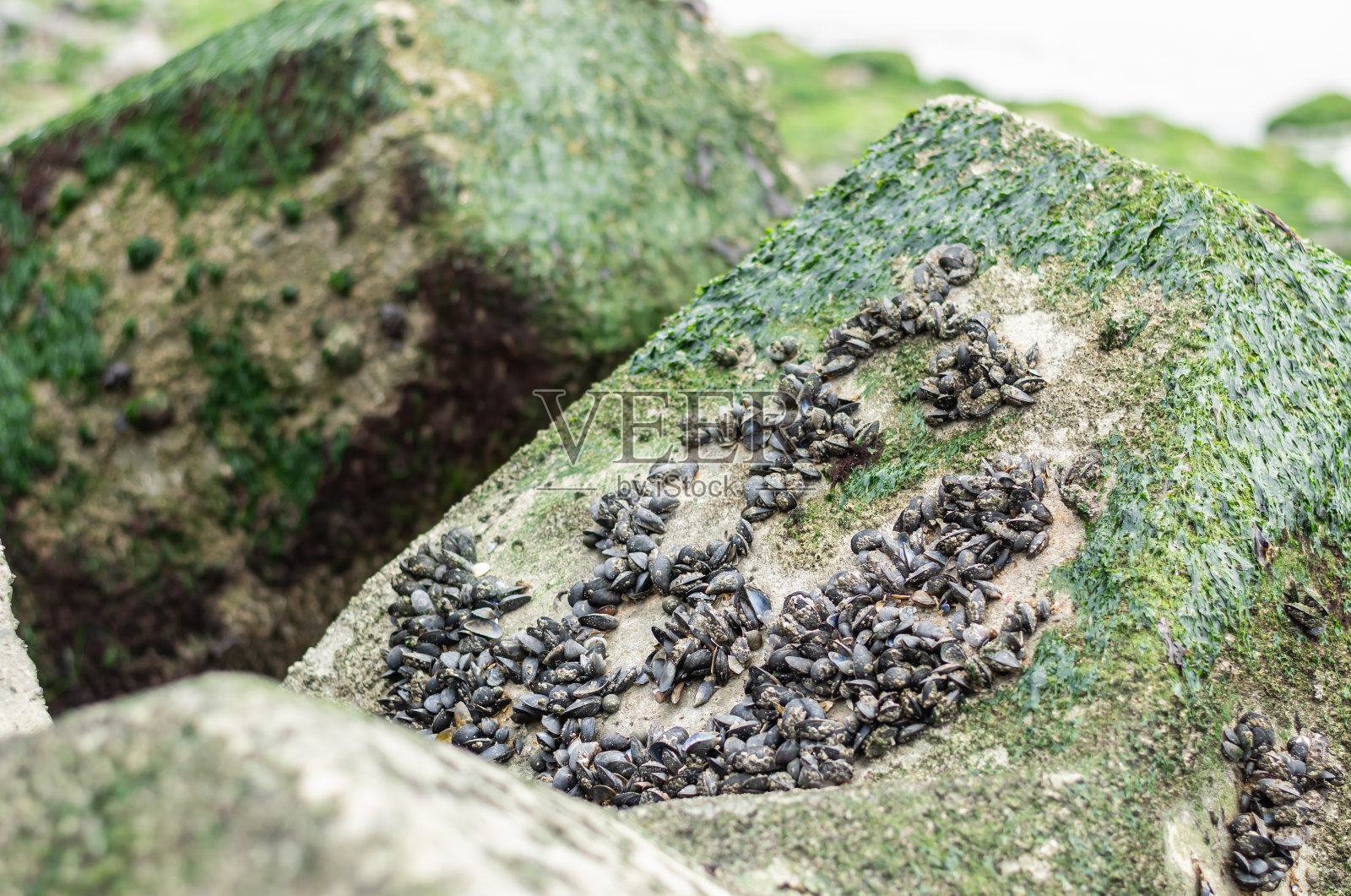 海和海鲜的概念。照片摄影图片