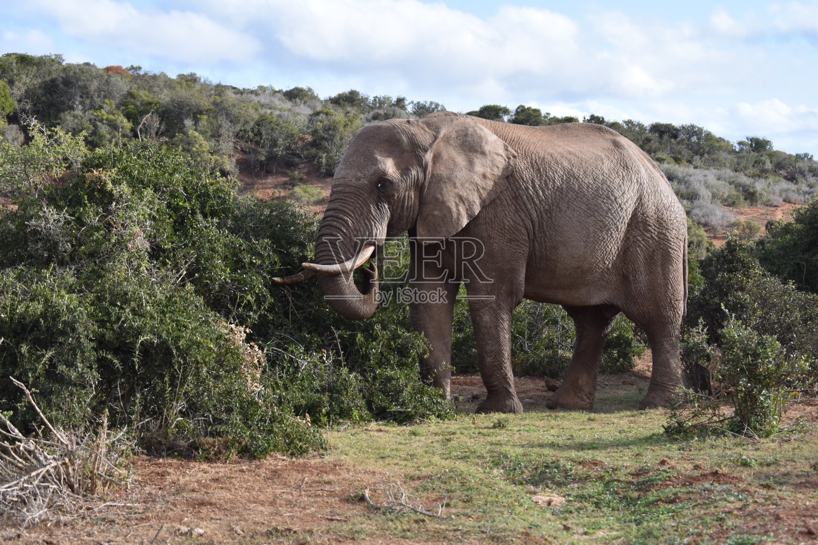 非洲游戏开照片摄影图片