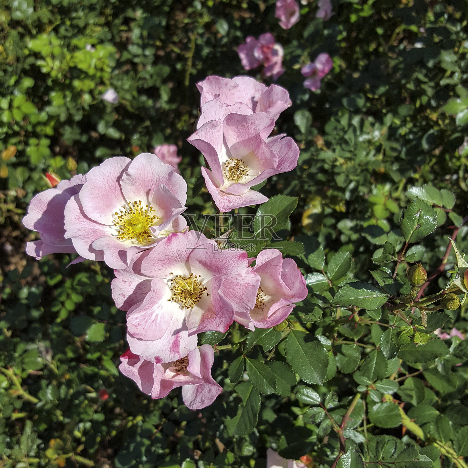 狗玫瑰花(Rosa canina)照片摄影图片