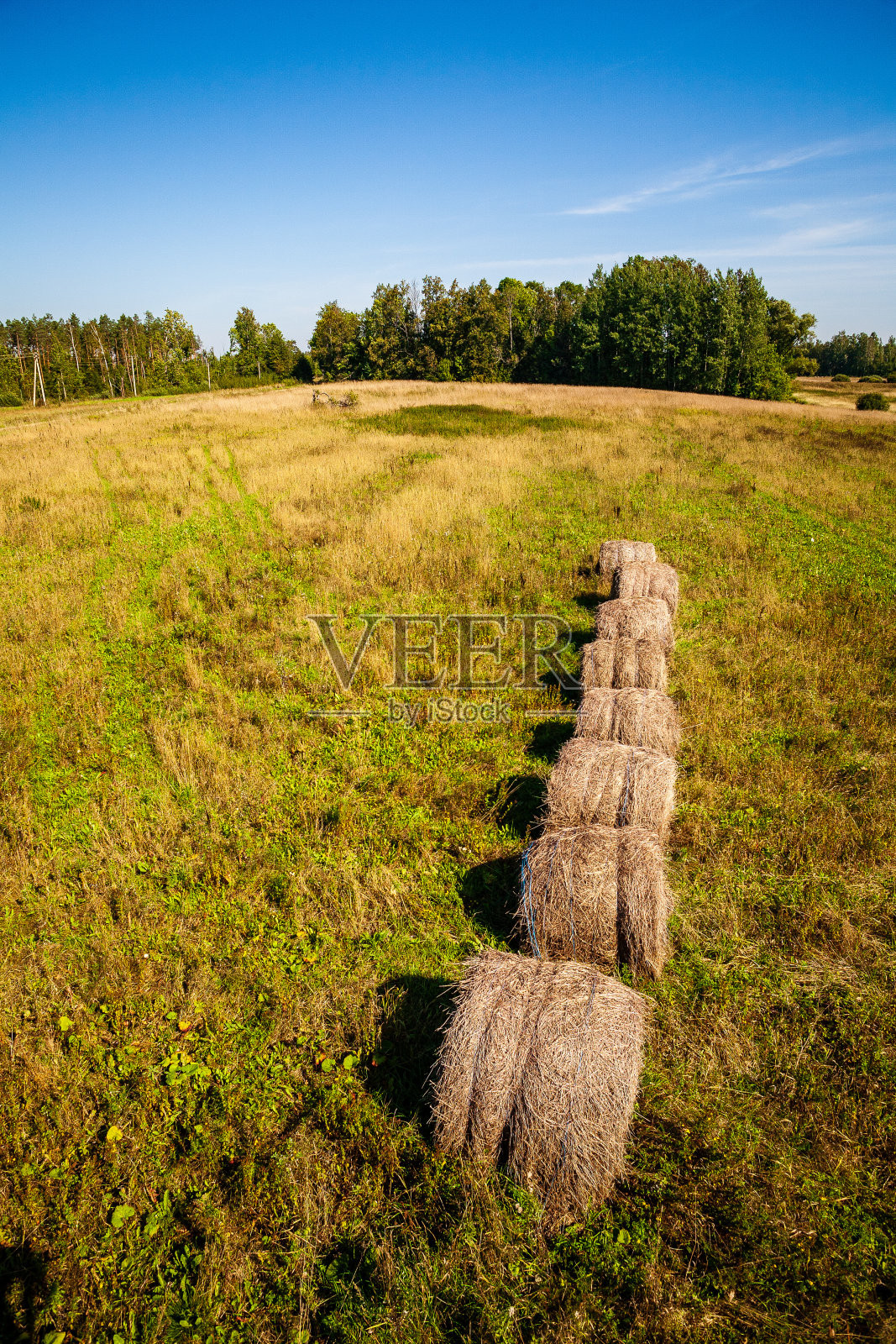 蓝天下，绿色的田野上一卷一卷的干草照片摄影图片