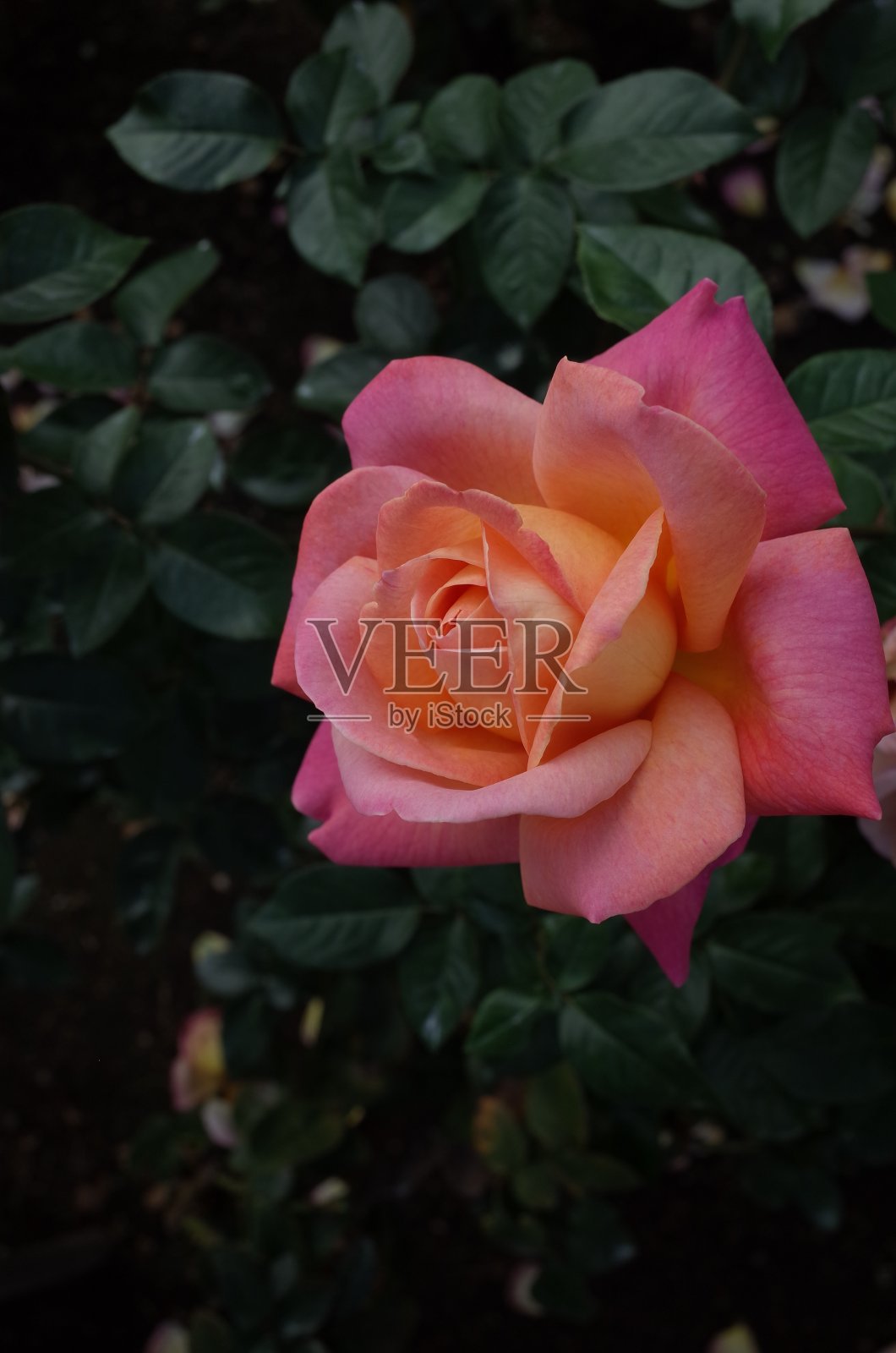 玫瑰“芝加哥和平”-淡粉色和奶油色照片摄影图片