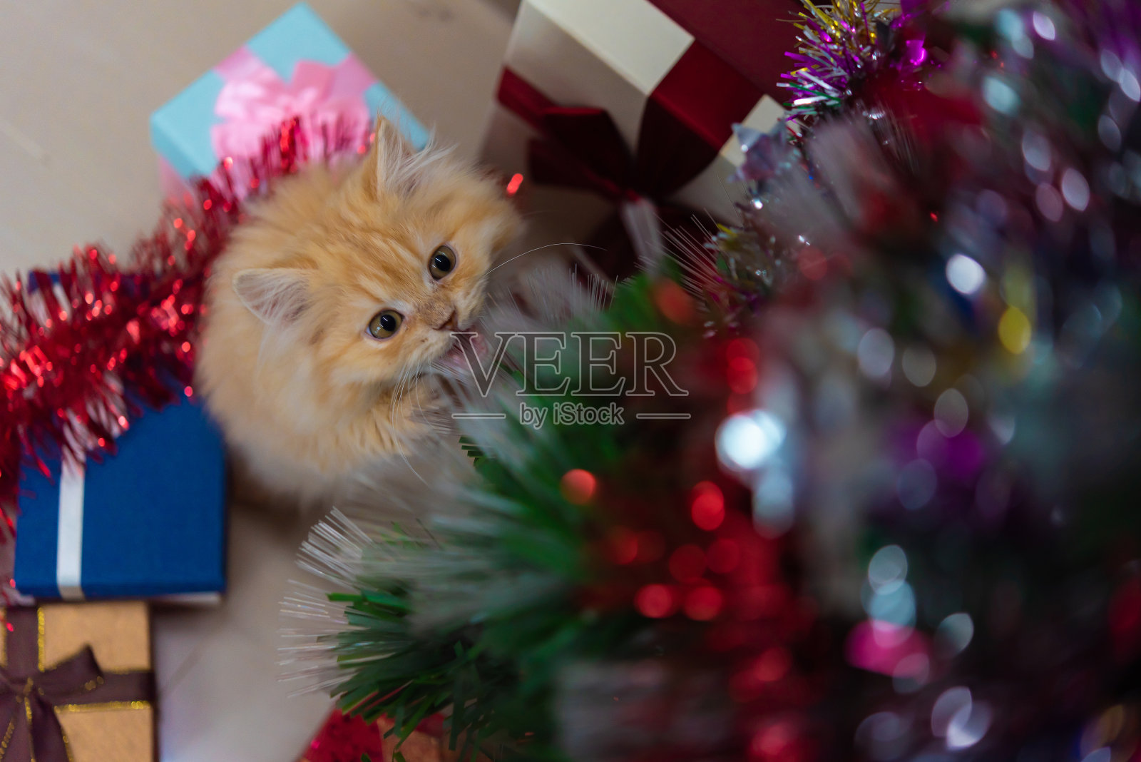圣诞节可爱的小猫照片摄影图片