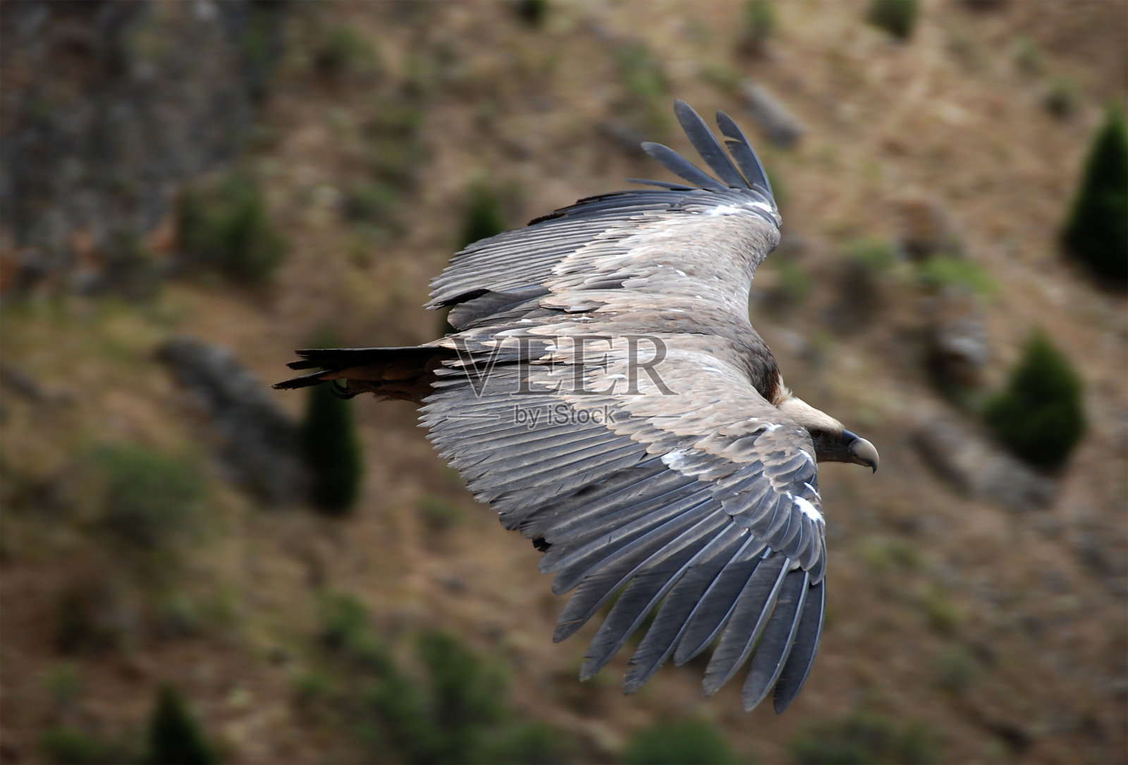 秃鹰照片摄影图片