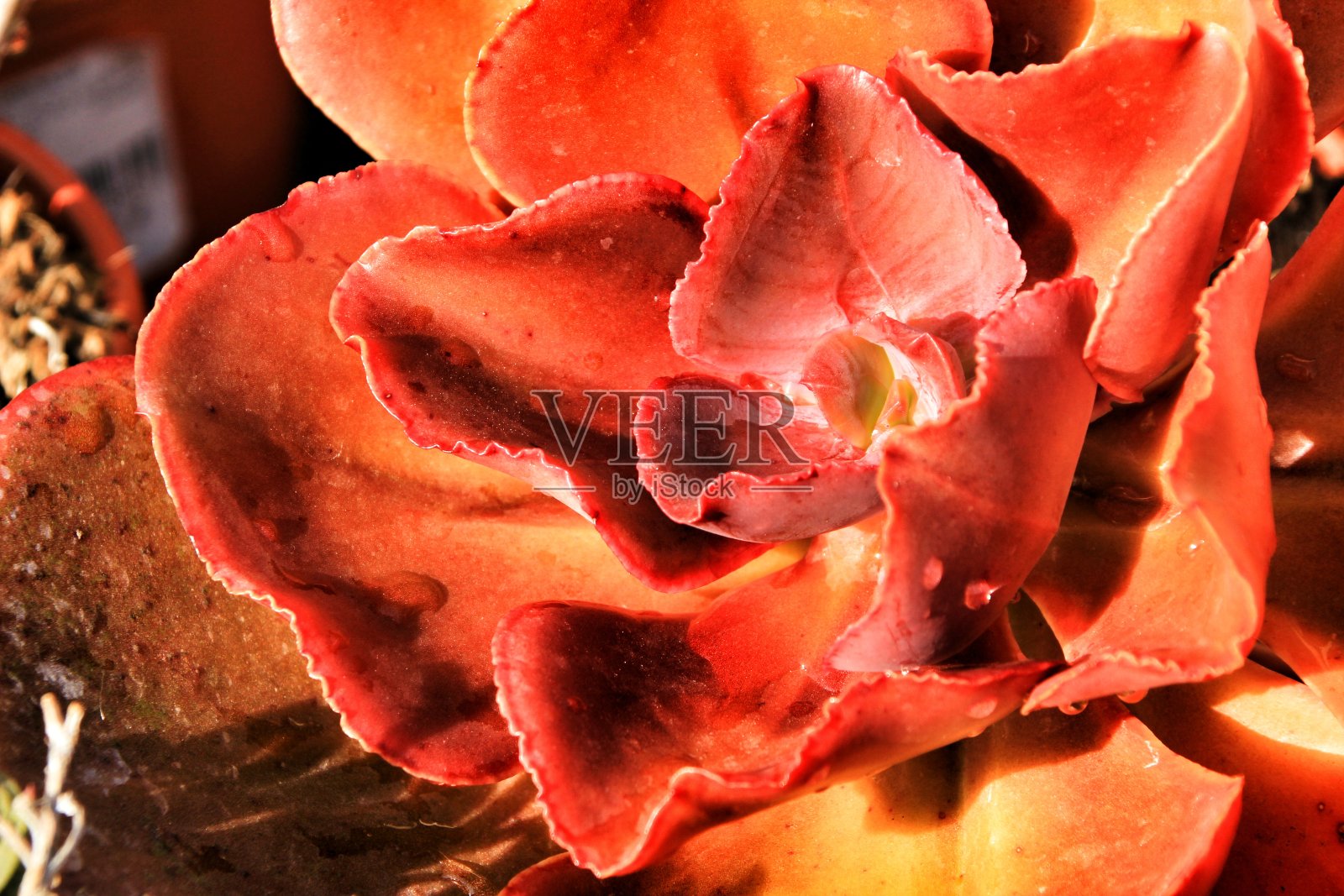 花园里美丽的肉质植物照片摄影图片