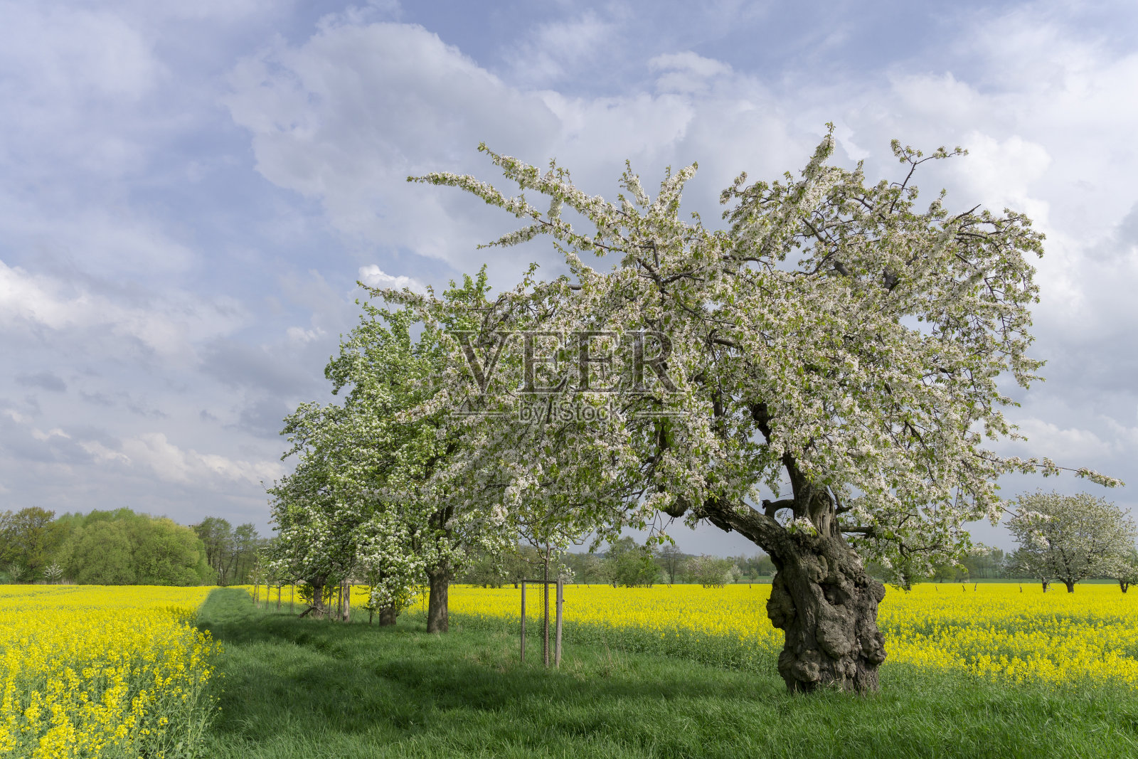 美丽的风景与开花的树木照片摄影图片