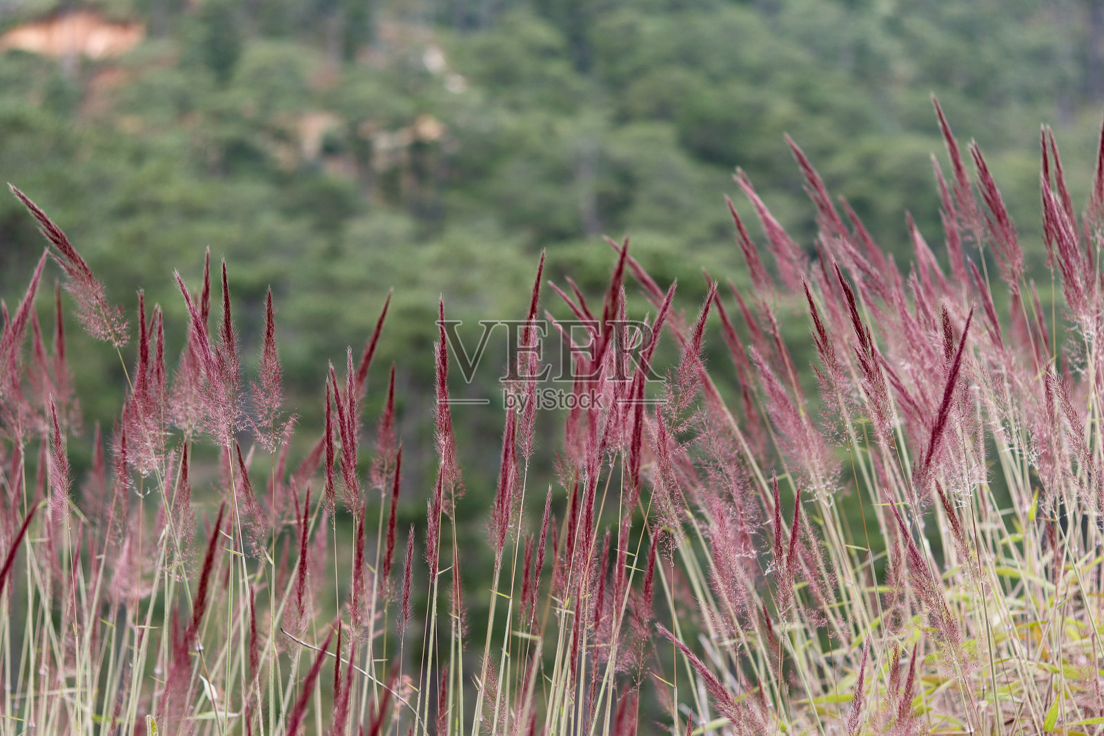 装饰性的粉红色的草照片摄影图片