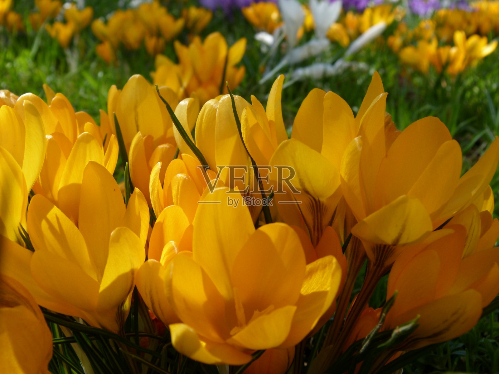 一种不同颜色的鲜艳浆果照片摄影图片