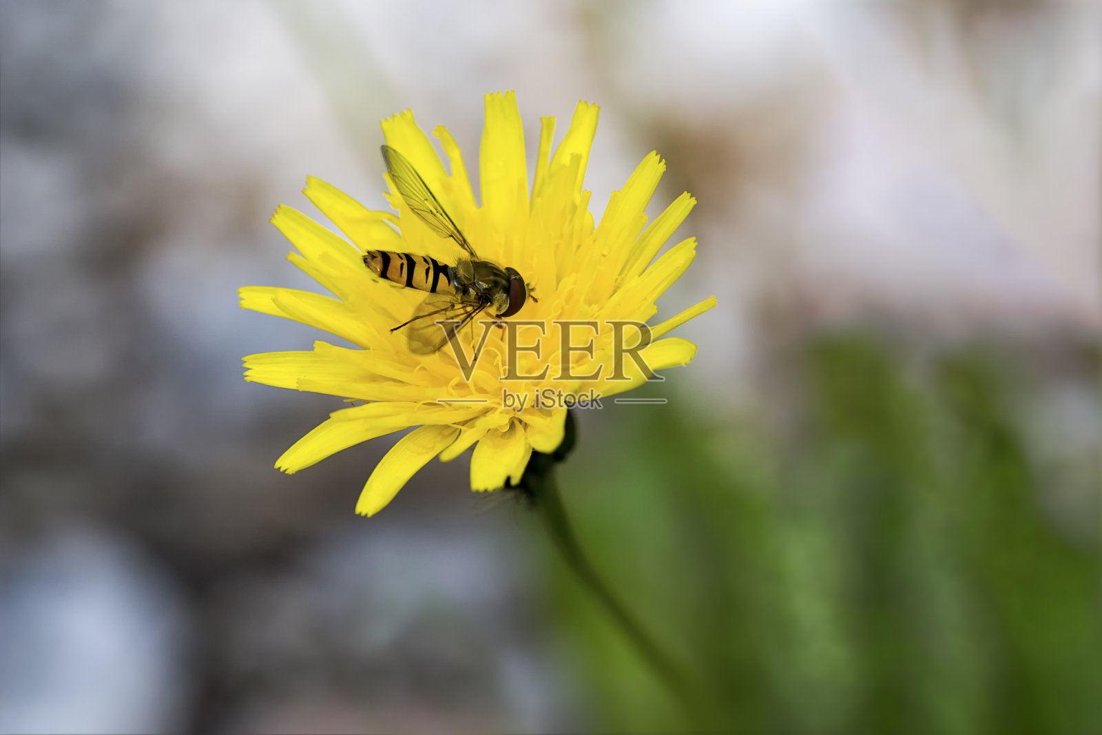 食蚜蝇在黄花上飞照片摄影图片