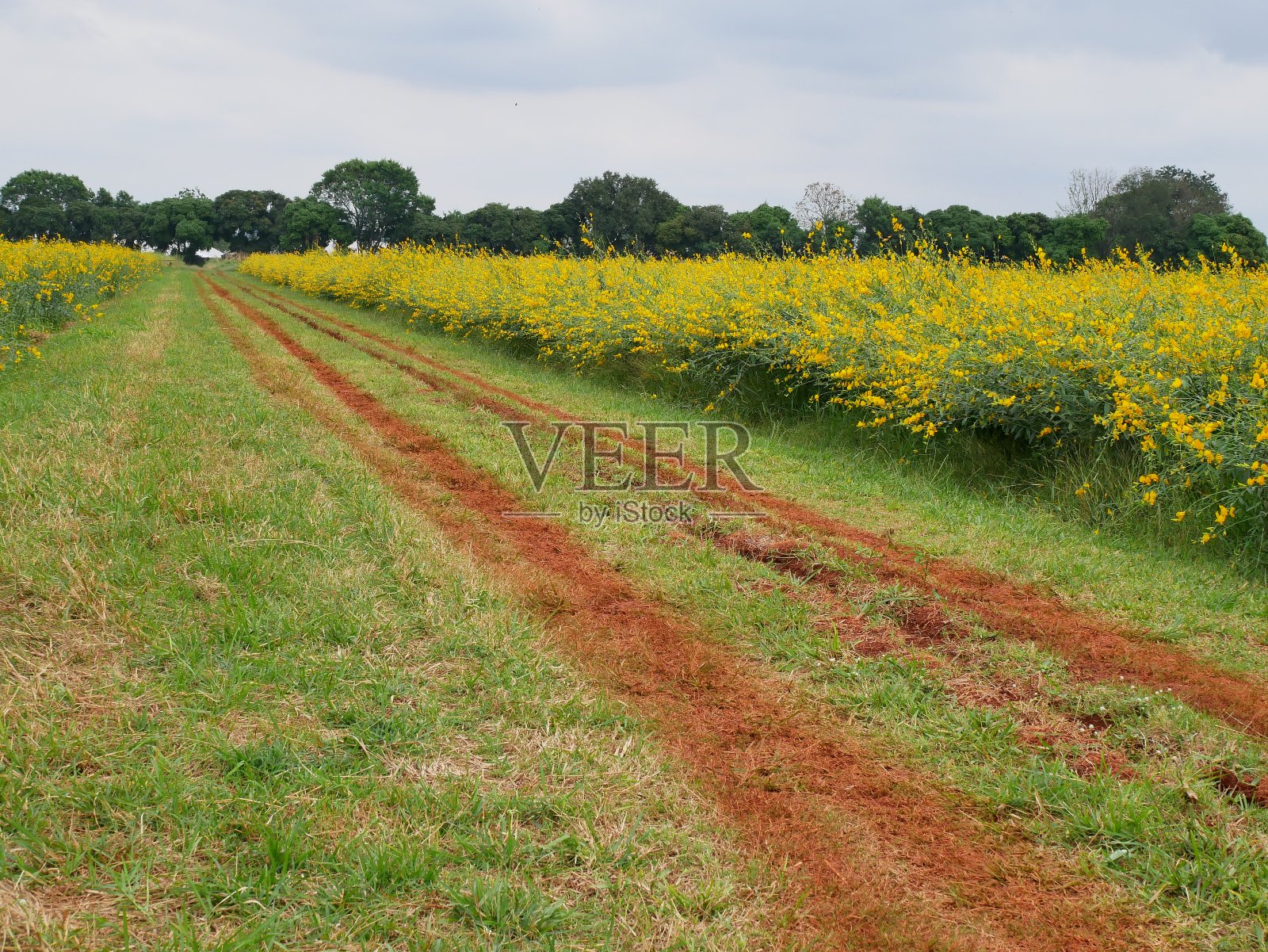 沙漠公路照片摄影图片