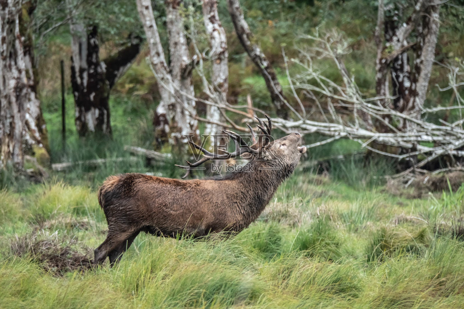 壮观的马鹿目击在每年的秋天车辙，包括雄鹿战斗和永远存在的幽灵般的声音的车辙周围的基拉尼湖，基拉尼国家公园，凯利郡，爱尔兰。照片摄影图片