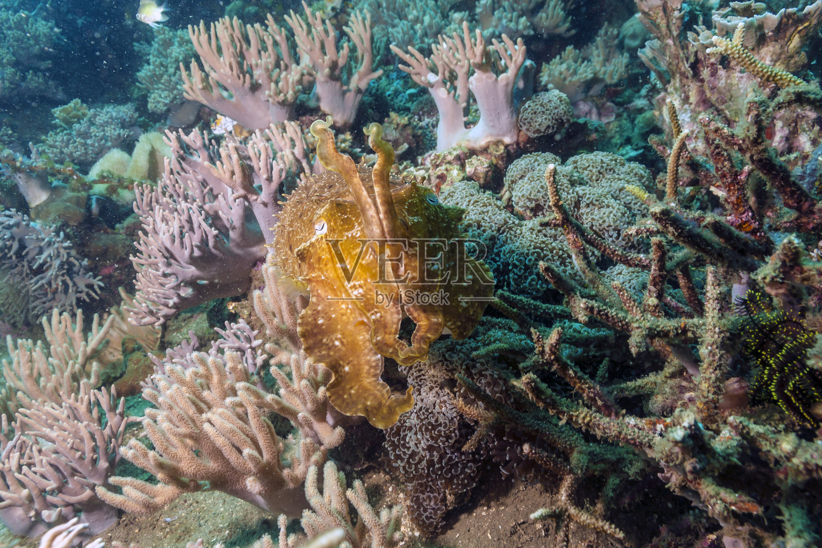 印度尼西亚巴厘岛海岸水下的墨鱼照片摄影图片