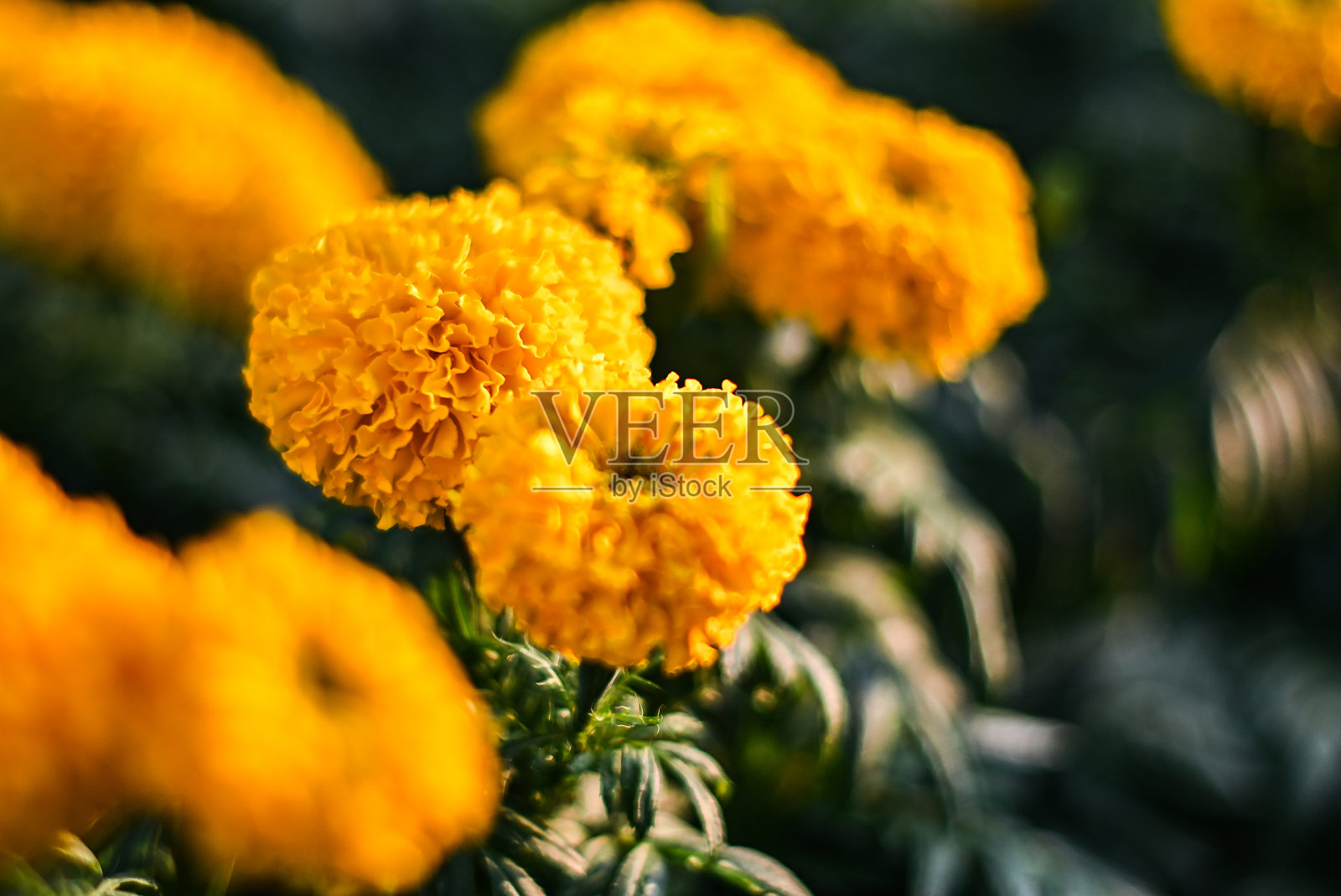 花园里美丽的万寿菊(万寿菊、墨西哥万寿菊、阿兹特克万寿菊或非洲万寿菊)。照片摄影图片