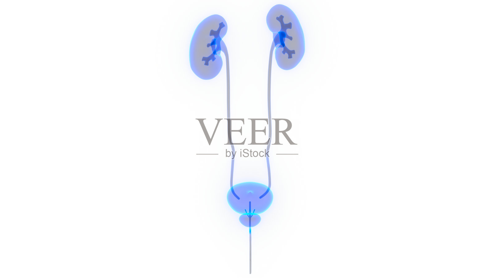 人体泌尿系统肾脏与膀胱解剖学照片摄影图片