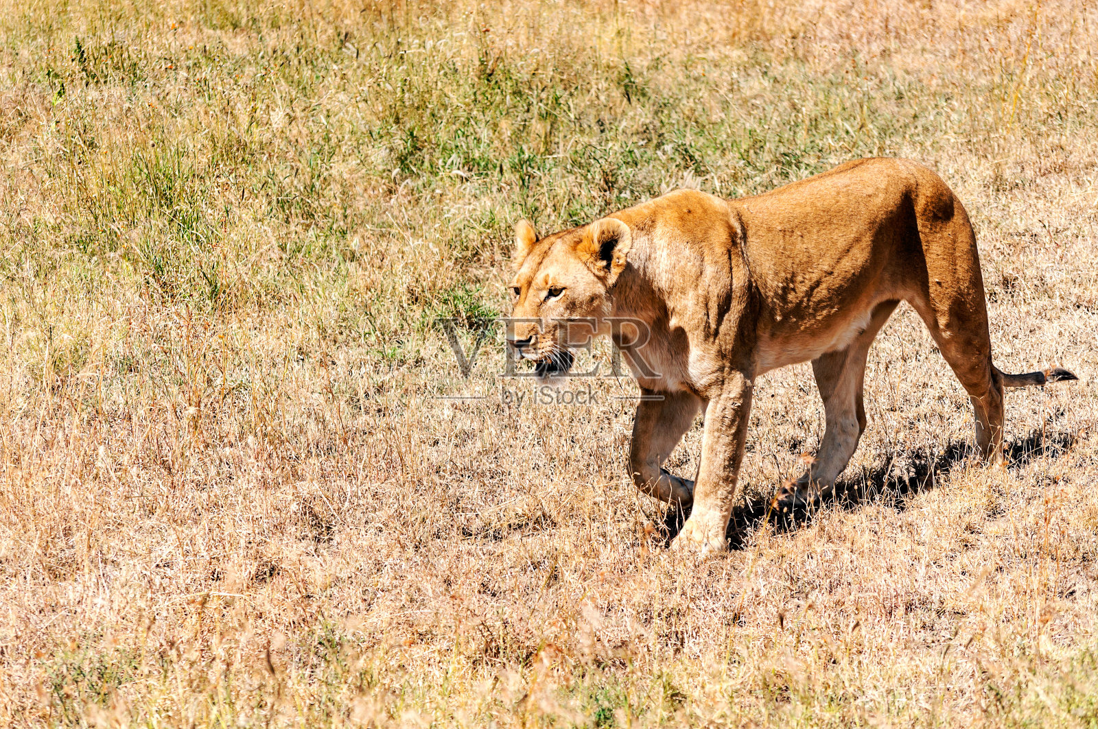 狮子在坦桑尼亚照片摄影图片