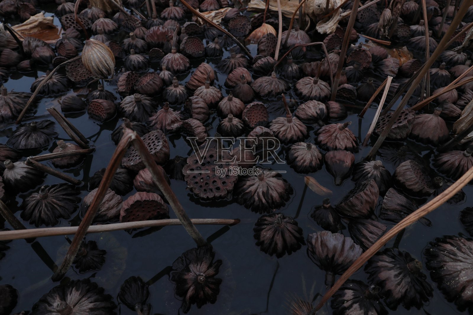 植物的高角度视图照片摄影图片