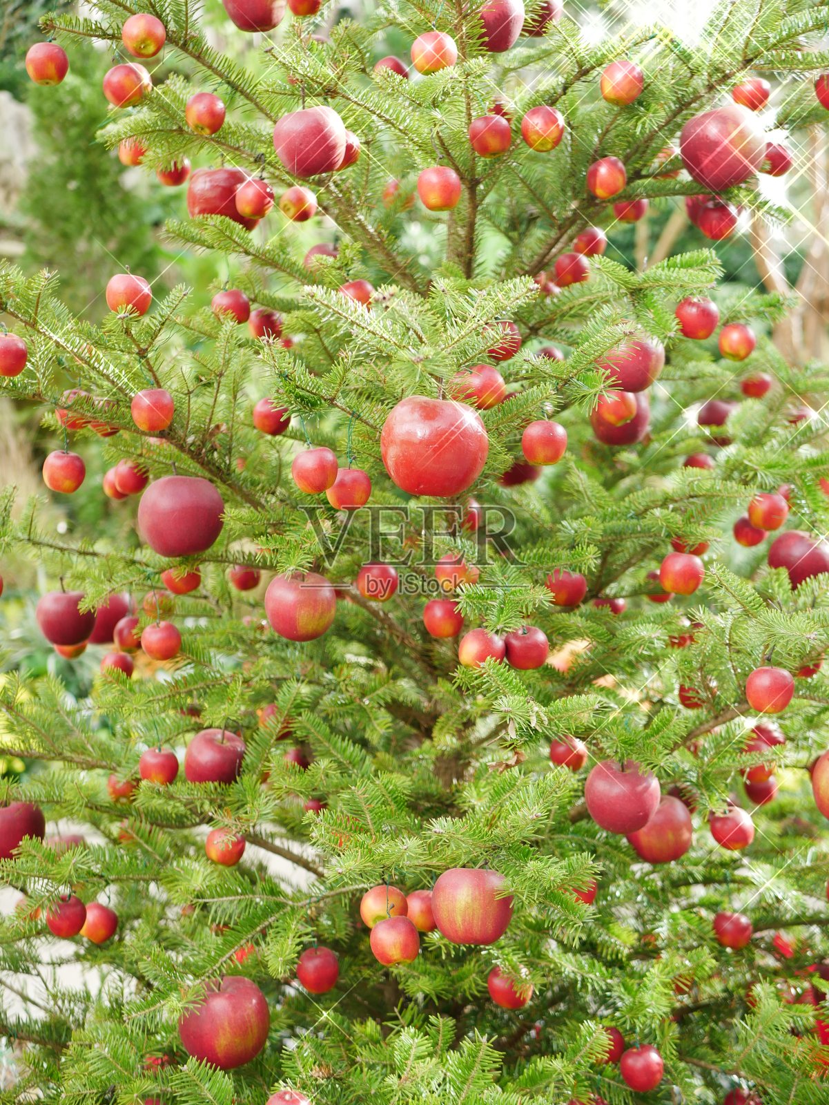 装饰有苹果的圣诞树照片摄影图片