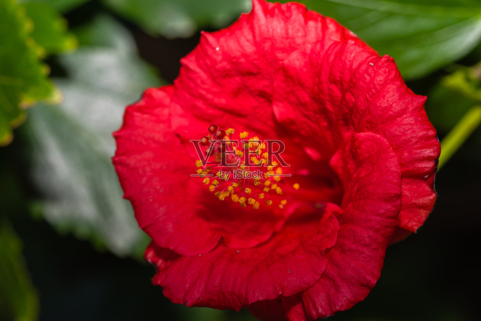 意大利芙蓉花的微距照片照片摄影图片