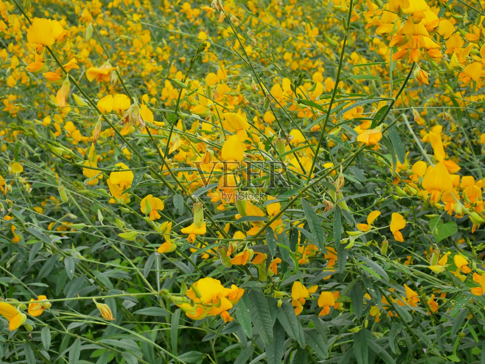 黄色的印度麻照片摄影图片