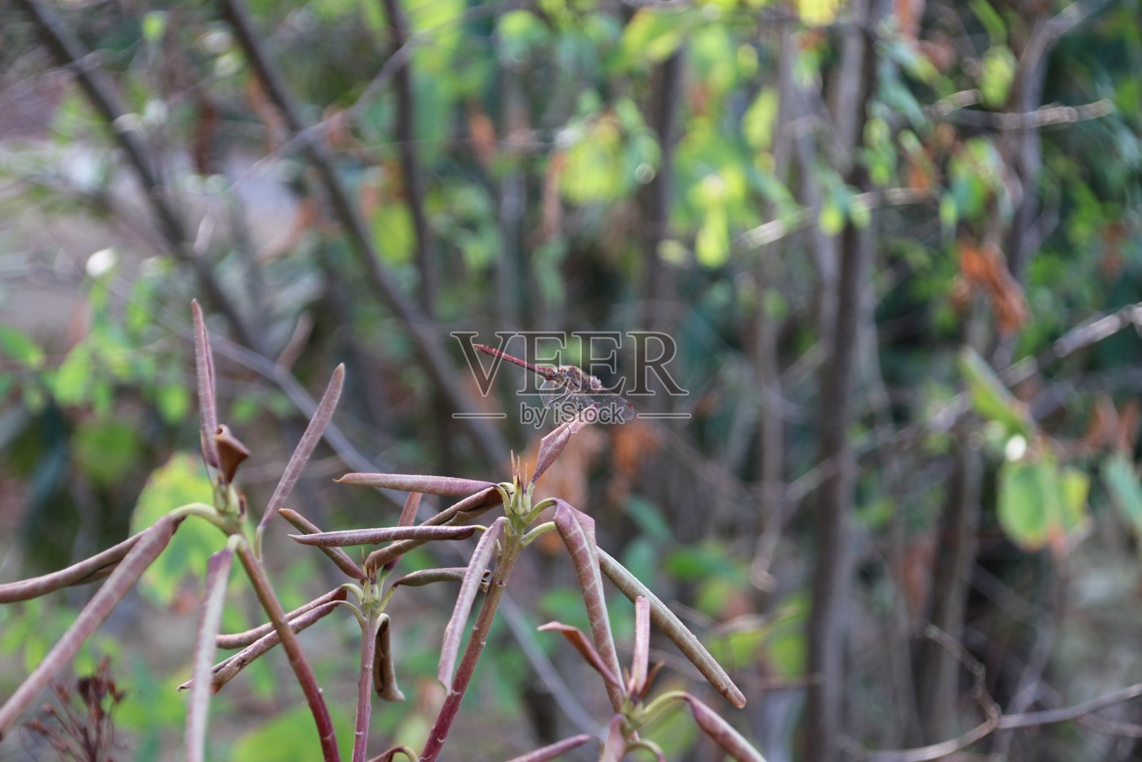 荷兰Veluwe森林里戴着红色尾巴假发的蜻蜓照片摄影图片