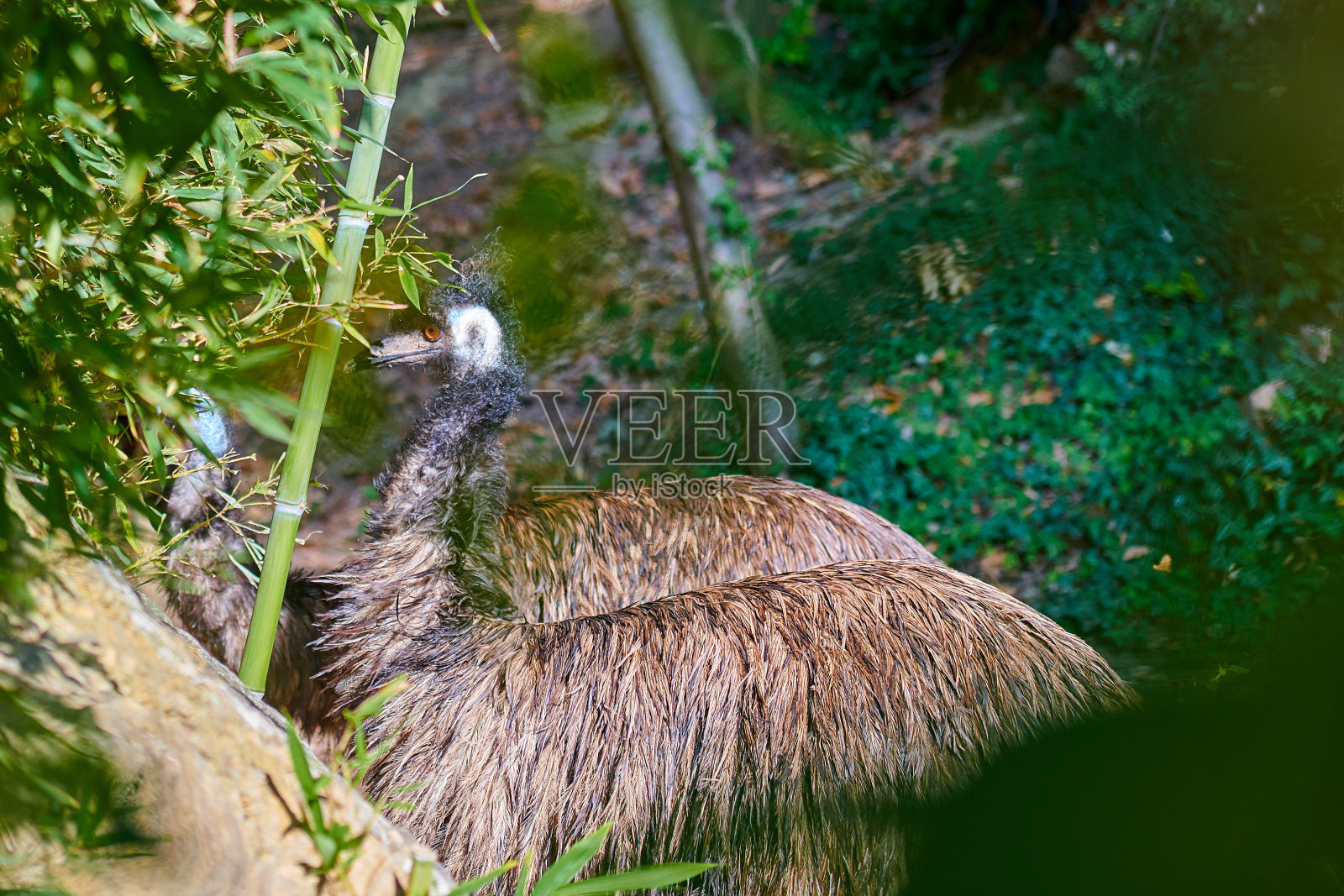 鸸鹋(Dromaius novaehollandiae)照片摄影图片