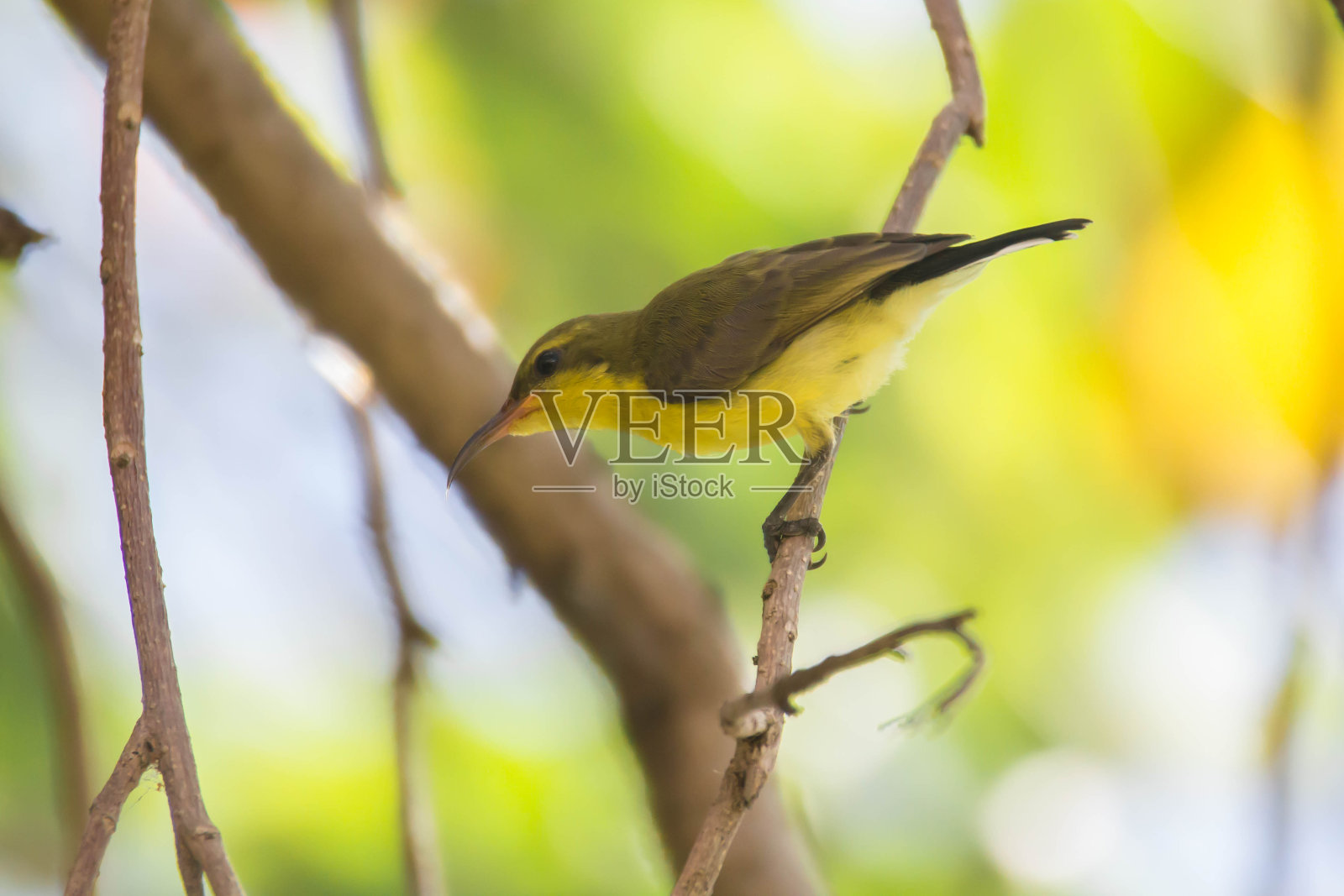 橄榄枝上有一只太阳鸟照片摄影图片