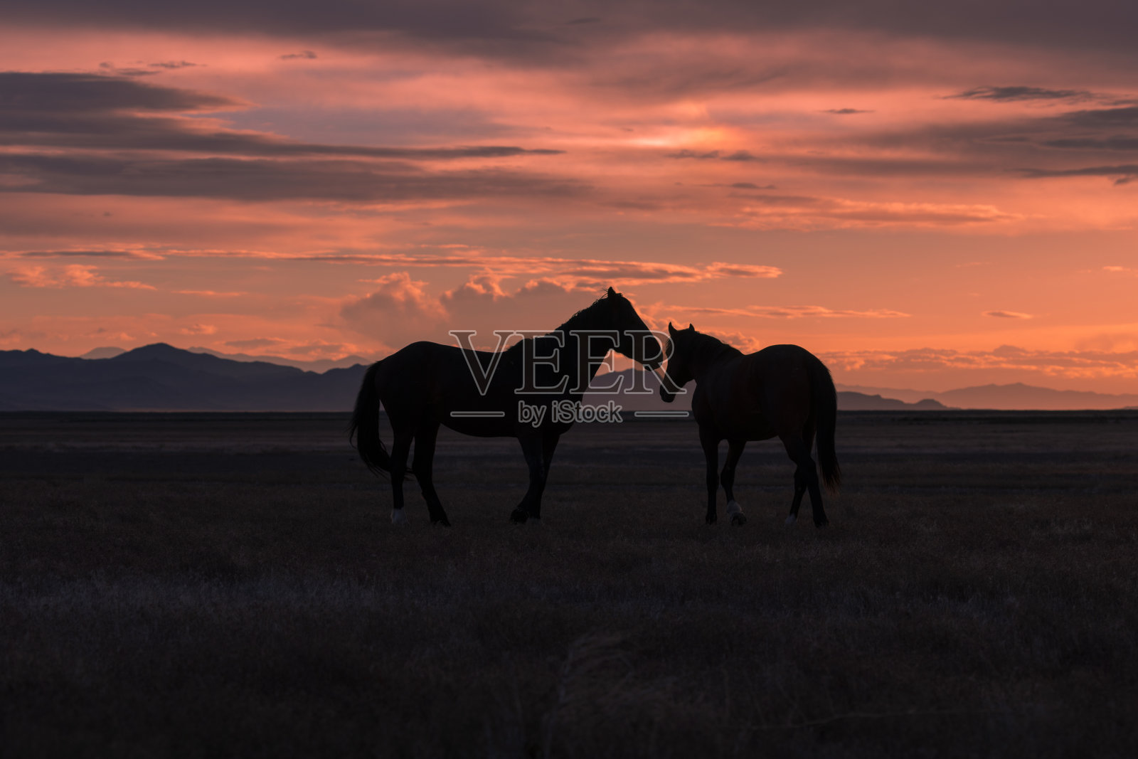 日落的野马照片摄影图片