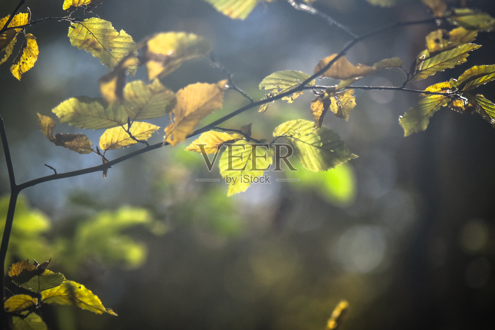 在秋天的森林里照片摄影图片