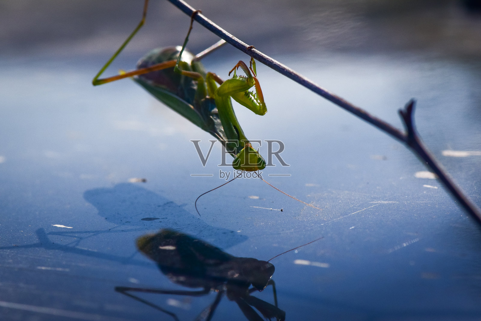 螳螂照片摄影图片