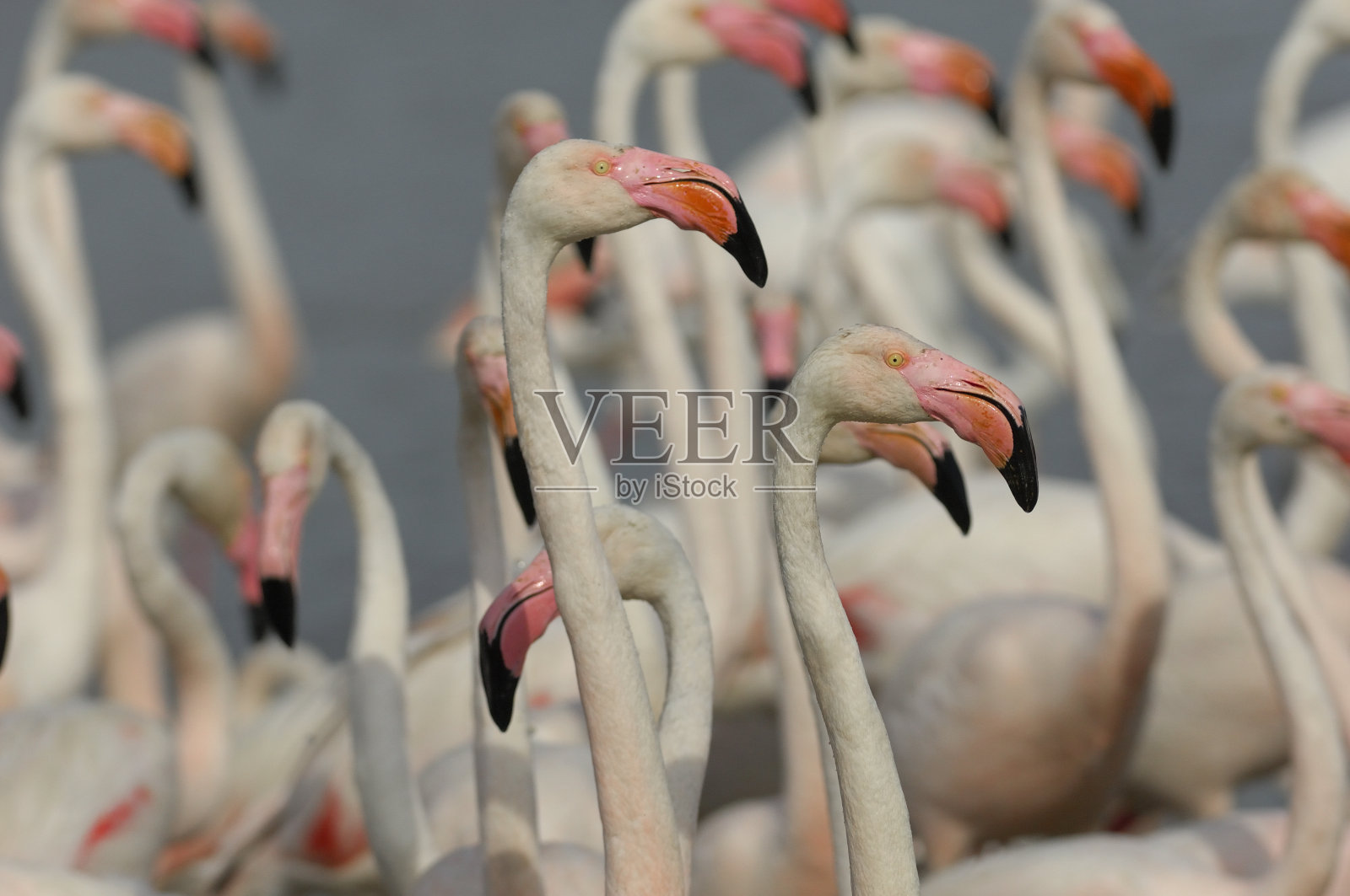大火烈鸟(腓龙鸟)照片摄影图片