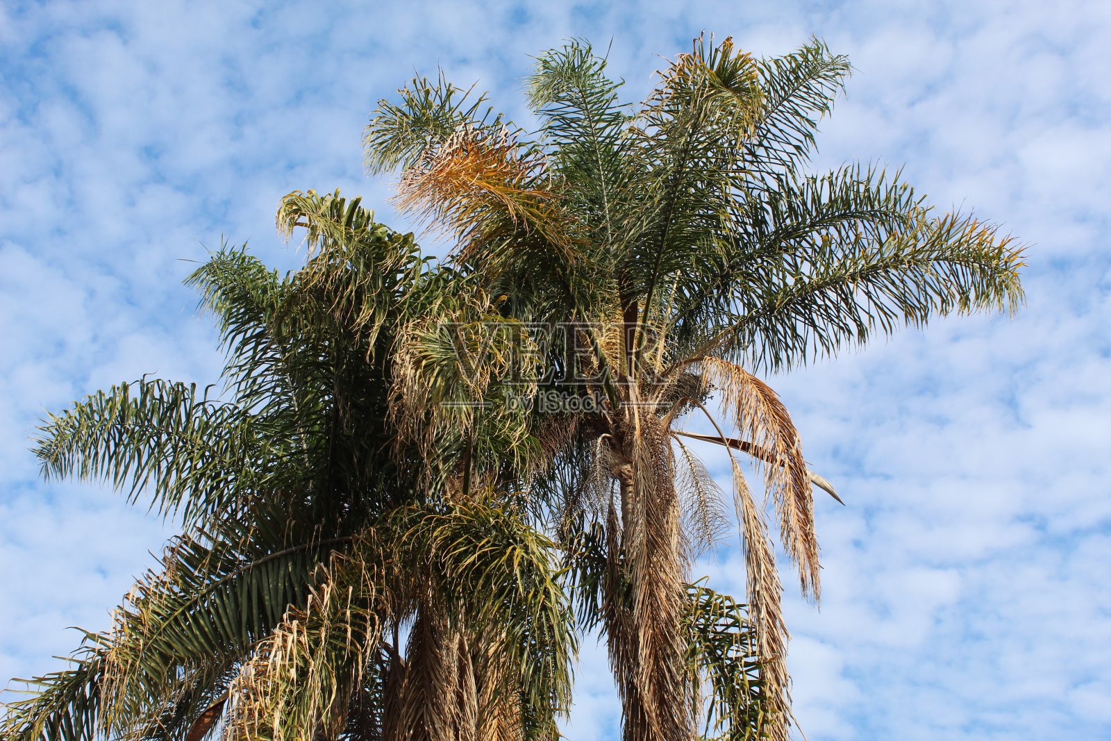 靴子女王-圣塔莫尼卡- 111718 b照片摄影图片